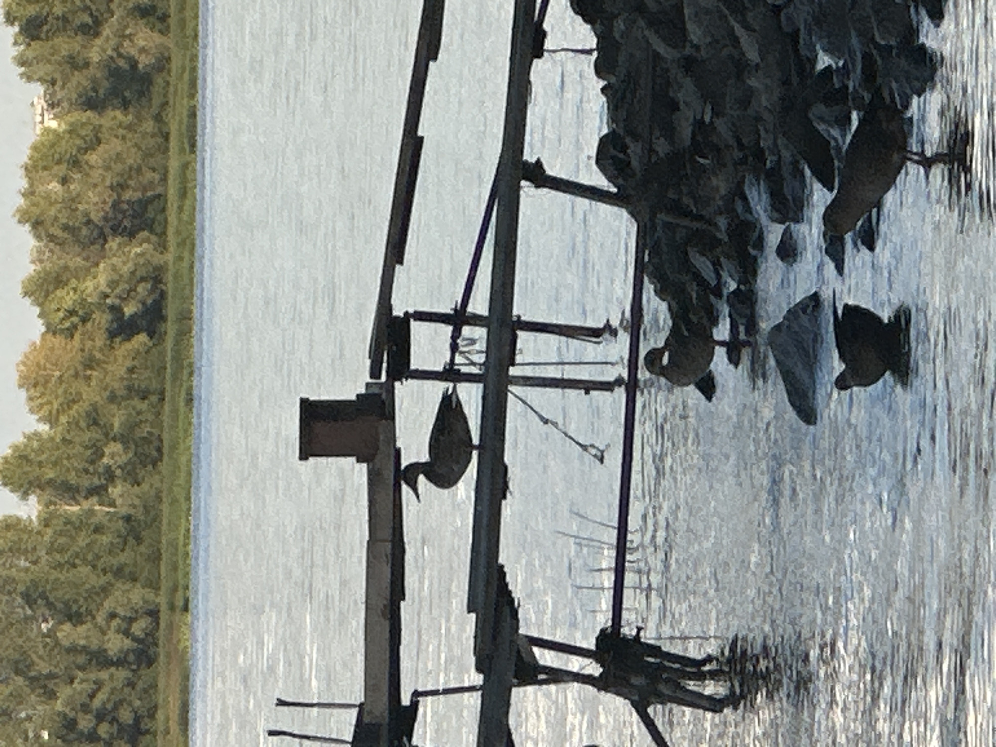 The image depicts a body of water, likely a river or lake, with a tree-lined bank in the background. In the foreground, there is a wooden structure resembling a dock or pier, partially submerged in the water. Several ducks are visible: one is perched on the wooden structure, while others are in the water or on the rocky shoreline. The scene appears to be a natural or semi-natural environment within the city of Kyiv, Ukraine, possibly along the Dnipro River. The lighting suggests it is daytime, with sunlight reflecting off the water's surface. There are no people or signs of human activity other than the wooden structure.