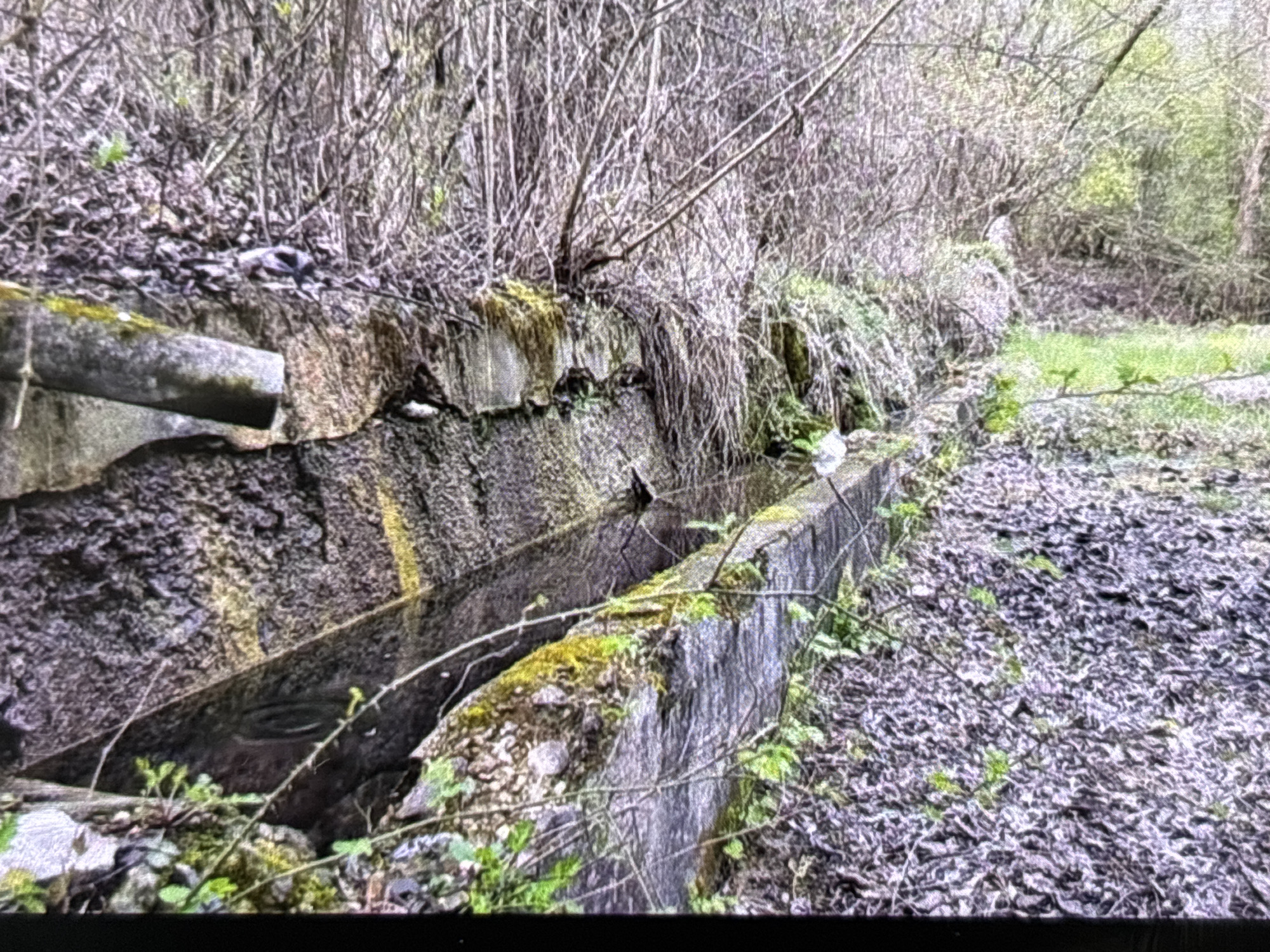 The image captures an outdoor scene, likely in a rural or semi-rural setting, centered around a man-made water channel or trough. This channel, constructed from concrete or stone, runs horizontally across the midground from left to right, showing signs of age with moss and some small green plants growing on its surfaces. A grey pipe, possibly concrete or metal, extends from the upper left, draining into the channel.
The channel contains some standing water, reflecting the muted light. The ground to the right of the channel and beneath the dense vegetation is covered with a thick layer of dead, brown leaves, interspersed with a few fresh green shoots.
In the background, a dense thicket of bare trees and branches dominates the upper portion of the frame, suggesting a late winter or early spring season, or perhaps an area where deciduous trees are still dormant. Further back and to the right, lighter green foliage indicates the presence of new growth or evergreen plants.
The overall impression is one of a natural environment gradually reclaiming an older, man-made structure. The lighting is soft and diffuse, indicating it is daytime, possibly overcast. No human activity, animals, or visible text are present in the image. The location context provided is Wolverhampton, United Kingdom.