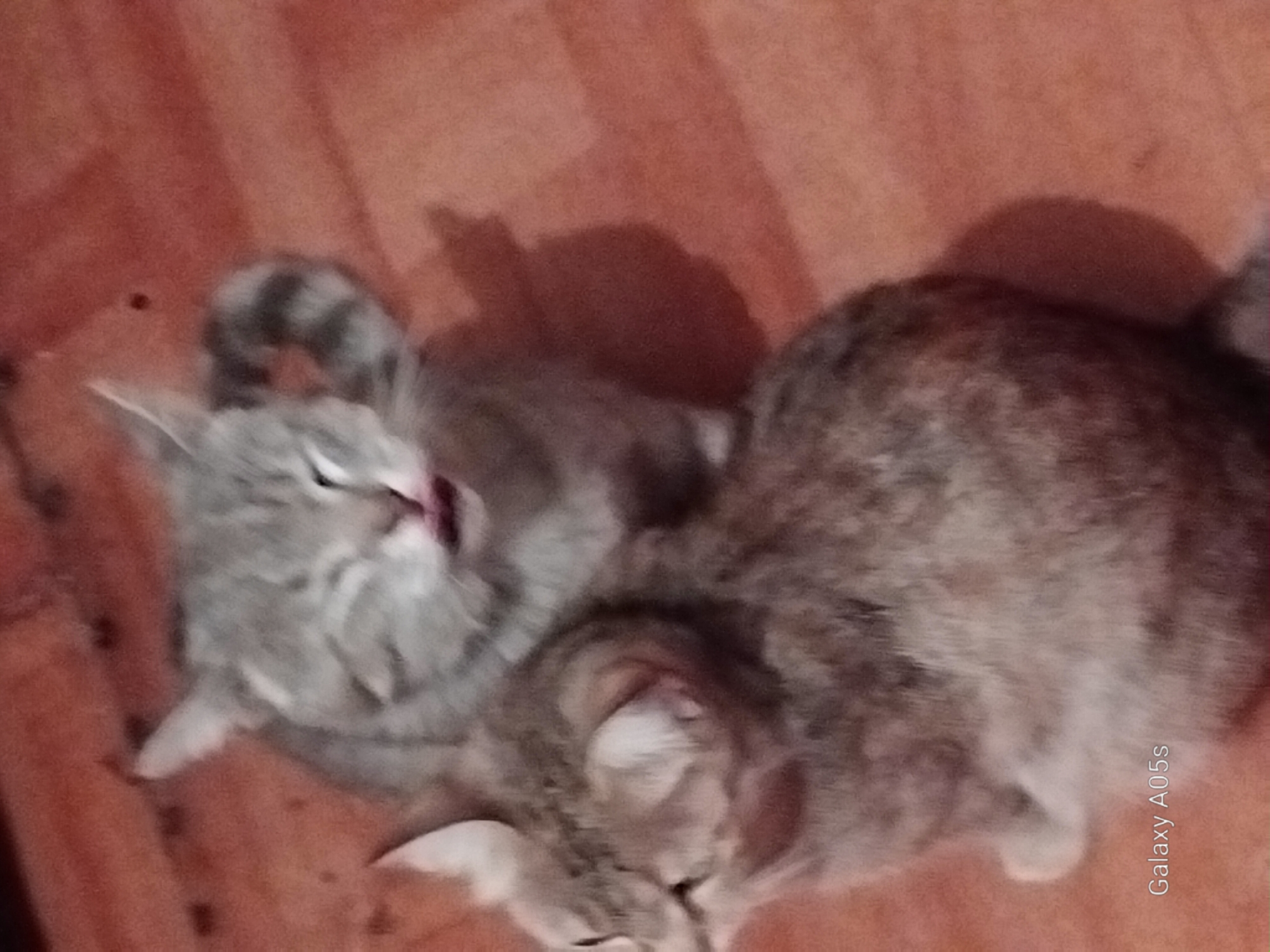Two domestic cats are in close proximity on a reddish-brown wooden floor. The cat in the foreground is facing left, with its head turned slightly towards the viewer. Its fur is mottled brown and grey. The cat behind it is facing the viewer, with its eyes closed and its mouth open, appearing to be in mid-meow or yawn. This cat is primarily grey with some white markings. The floor has a visible wood grain pattern. A faint watermark in the bottom left corner reads "Galaxy A05s". The lighting suggests an indoor environment, possibly at night or in a dimly lit room. The image's low resolution and motion blur obscure finer details. There is no discernible information about the city of Druzhba, Russia, or any human presence in the image.