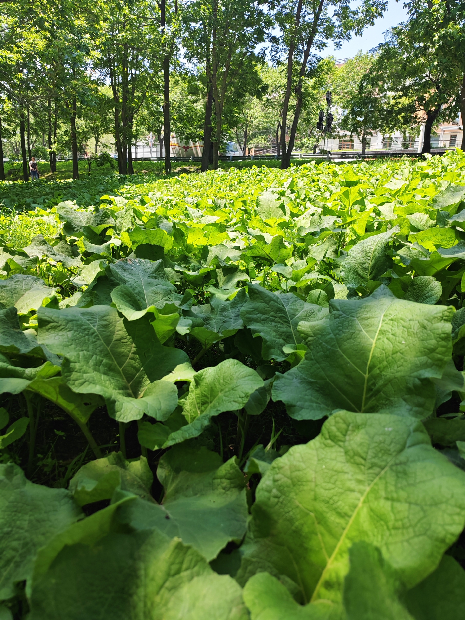 The image depicts a sun-drenched park in Vladivostok, Russia, characterized by a dense field of large, lush green leaves in the foreground, possibly burdock plants. These broad leaves, exhibiting prominent veins, dominate the lower half of the frame, creating a textured, verdant carpet. Sunlight filters through the canopy of mature trees that line the background, casting dappled shadows.
Beyond the leafy expanse, a treelined pathway is visible, with several tall, slender trees forming a natural barrier. In the middle ground, a few figures can be discerned. To the left, a person stands near the edge of the trees, appearing to observe the surroundings. Further back, traffic signals and streetlights stand at an intersection, indicating the proximity of an urban area. A white vehicle with a graphic design is seen on the road.
In the distance, beyond the trees and road, a multi-story building with light-colored facades and visible windows is present, suggesting the park is situated within or adjacent to a developed urban environment. The sky above is a clear, pale blue, typical of a sunny day. The overall impression is one of a vibrant, natural space integrated into a city landscape.