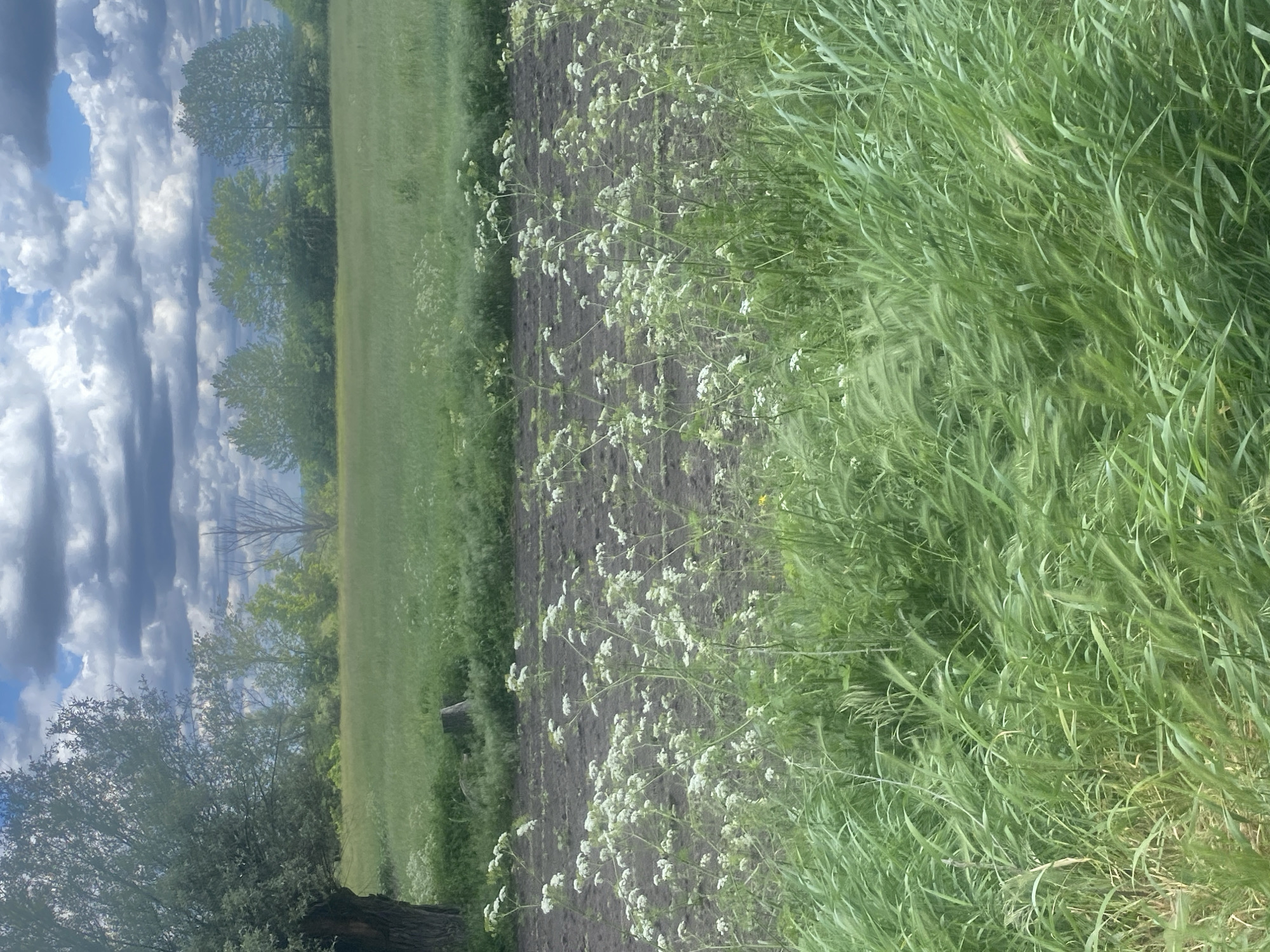 The image shows a rural scene, possibly near Yaresky, Ukraine. The foreground features tall, green grass mixed with white flowering plants, likely weeds. Behind this, there is a dark strip of soil, perhaps a plowed field, also interspersed with the white flowering plants. Beyond the field, there is a green grassy area bordered by a line of trees. In the distance, the sky is visible with a mix of blue sky and heavy, dark clouds. A large tree is present in the bottom left corner of the image, its trunk partially visible.