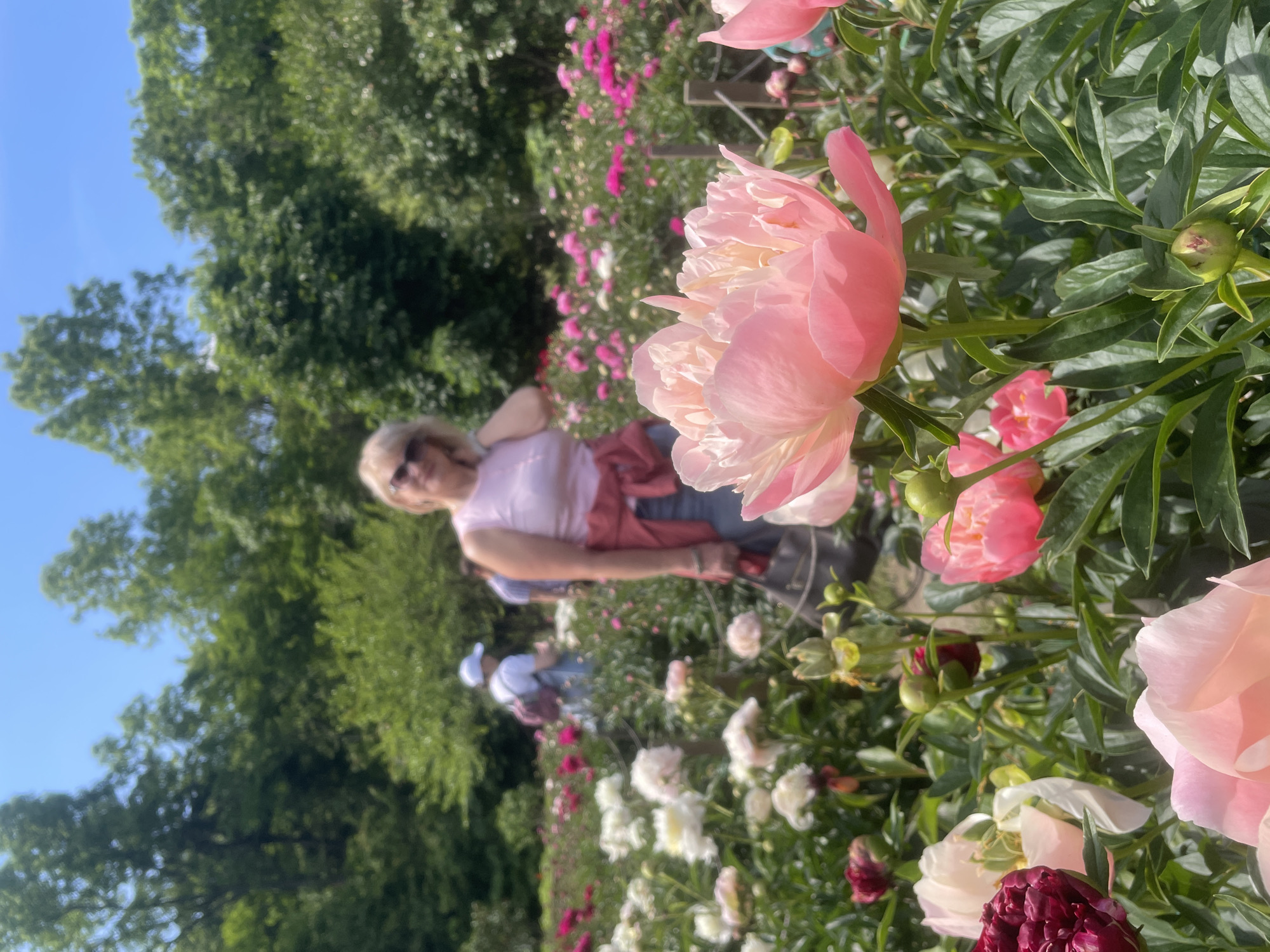 The image depicts a vibrant peony garden on a sunny day. In the foreground, large, delicate pink peonies are in full bloom, with green leaves and buds surrounding them. In the middle ground, several people are visible, with a woman in the foreground wearing a pink top and sunglasses, and others in the background enjoying the garden. The background features a dense line of green trees under a clear blue sky. The location is identified as Vladivostok, Russia.