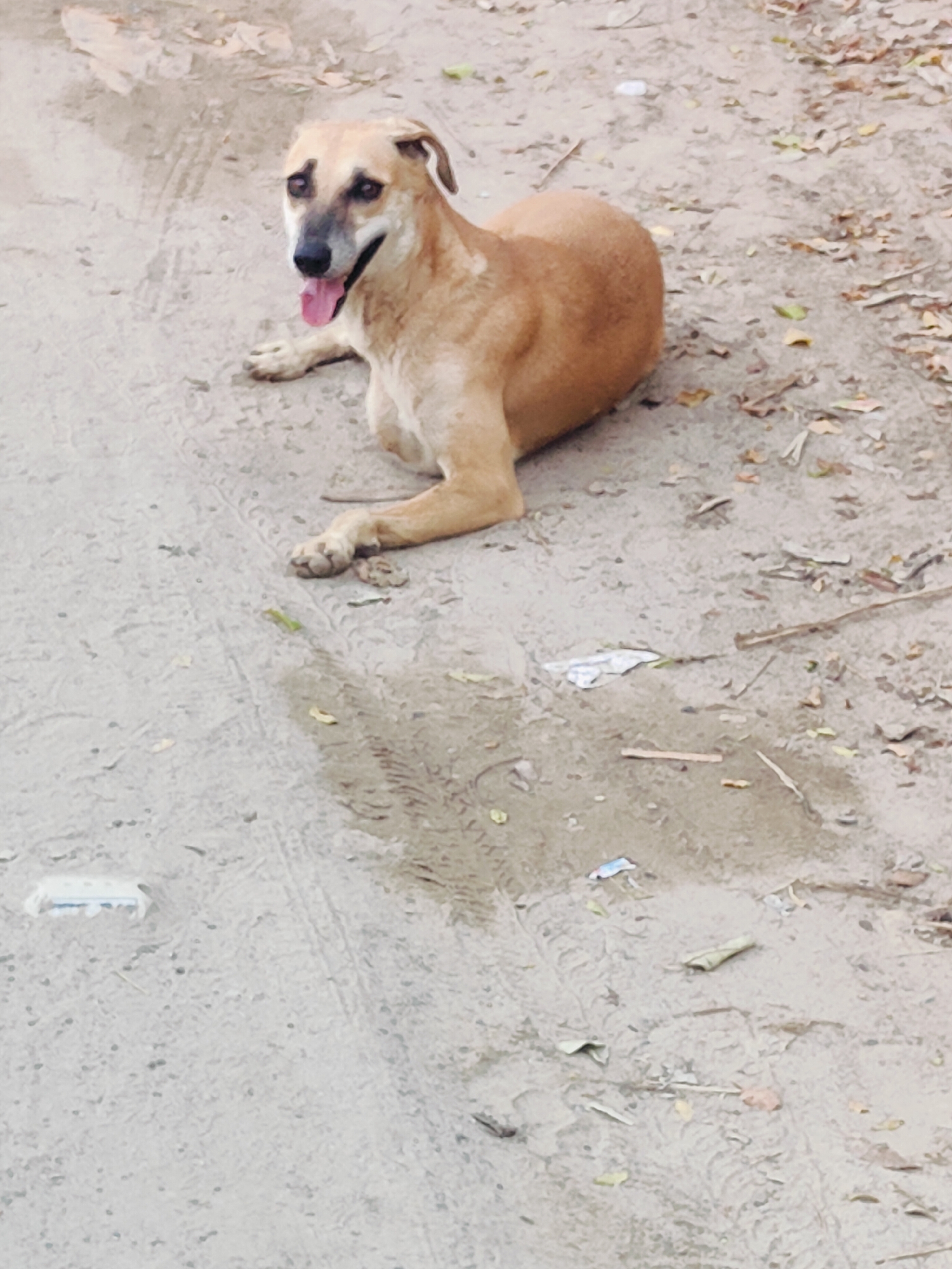 A medium-sized, light brown dog with dark markings around its eyes and muzzle is lying down on a dusty, outdoor surface. The dog is panting with its tongue out and appears to be looking towards the viewer. The ground is a mixture of dirt and some scattered leaves and debris. The scene is captured from a slightly elevated, angled perspective. The location is identified as Gurgaon, India.