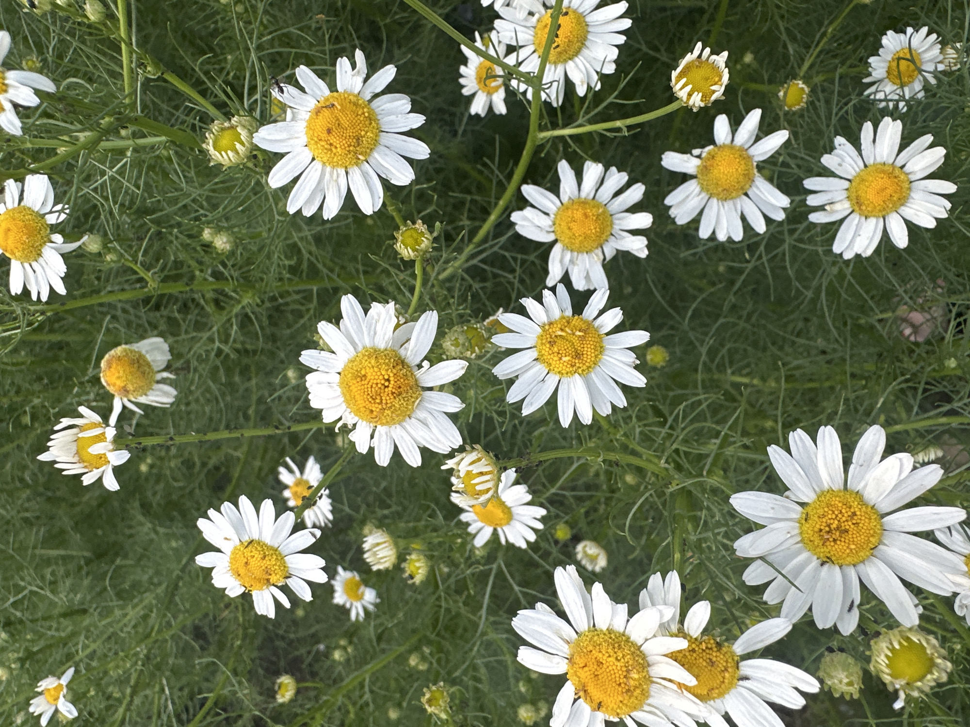 The image shows a close-up view of a patch of daisies. The daisies are white with yellow centers and are growing in a field of green foliage. The lighting is natural and the image appears to be taken during the daytime. There are no people visible in the image. The location is identified as Novoyeniseyka, Russia, however, there are no visual cues in the image that confirm this specific location.