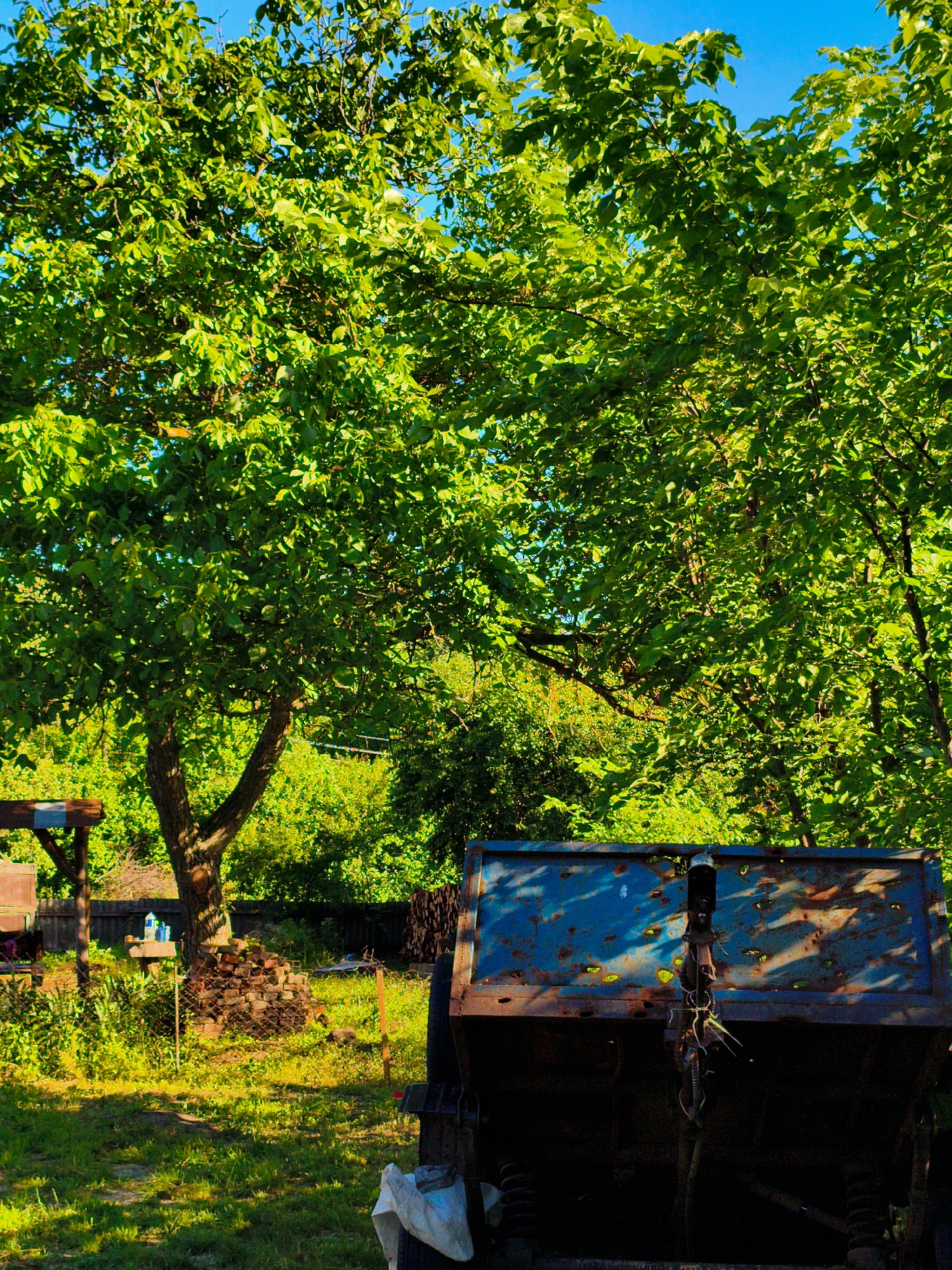 The image depicts a rural or semi-rural scene, potentially in Ustyvytsia, Ukraine, given the prompt's specification. A large, dense tree dominates the left and upper portions of the frame, its green foliage filling the sky. To the right and behind the tree is another tree, also with dense green leaves. Below the trees, there is grass, suggesting a yard or field.
In the foreground is a blue, rusty metal trailer or container. The details are difficult to discern due to the shadow. Near the trailer's lower edge is a white cloth or object.
Behind the tree on the left, there is a structure, possibly a shed or small building, constructed of wood. A pile of bricks or rocks rests near the tree trunk. The overall environment appears to be overgrown, indicating possible lack of maintenance or abandonment.