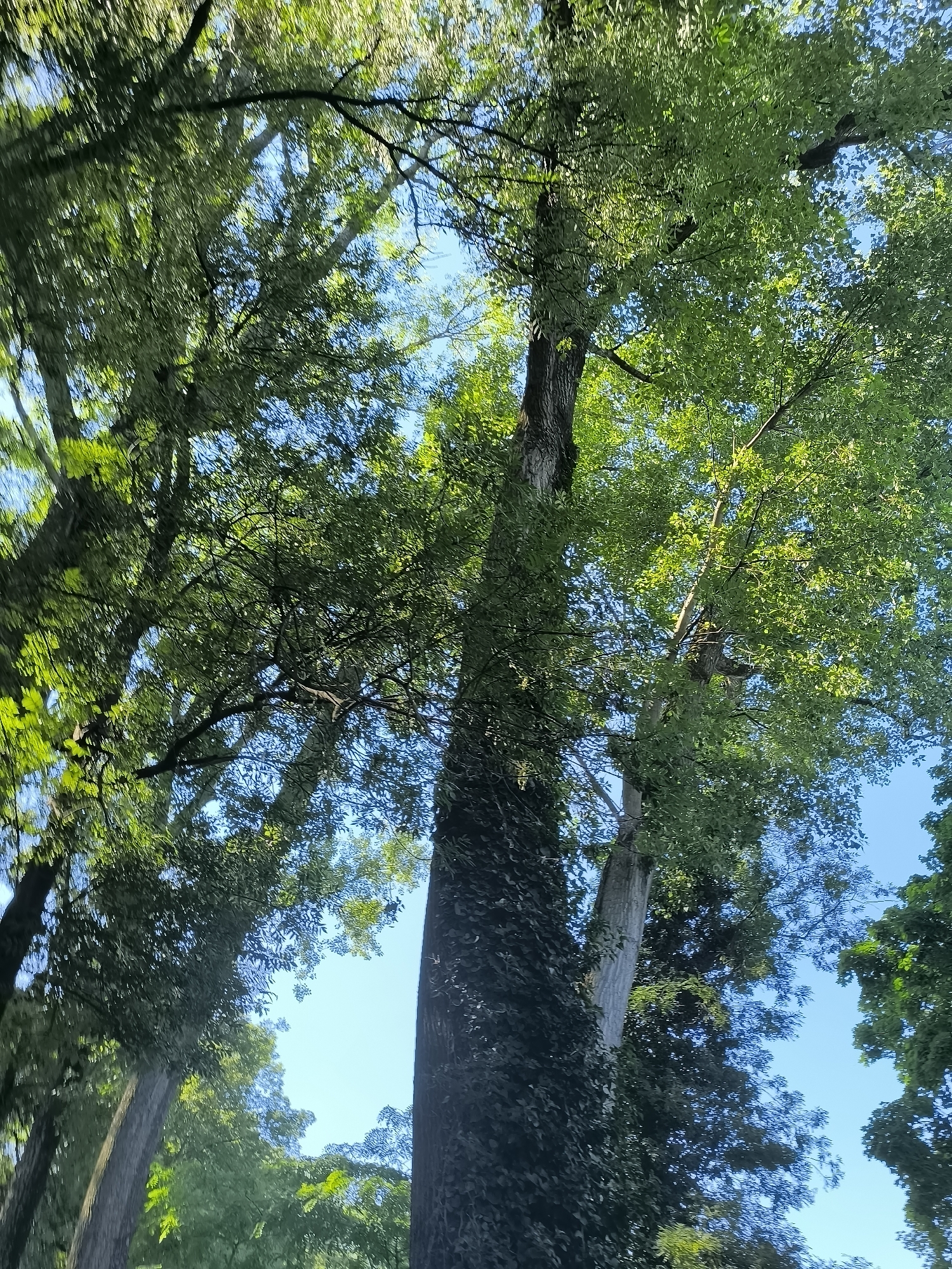 Looking up from below, the image shows tall trees with green foliage against a blue sky. One tree in the center is particularly prominent, its trunk covered in what appears to be ivy. The location is Saint-Pierre-de-Bœuf, France.
