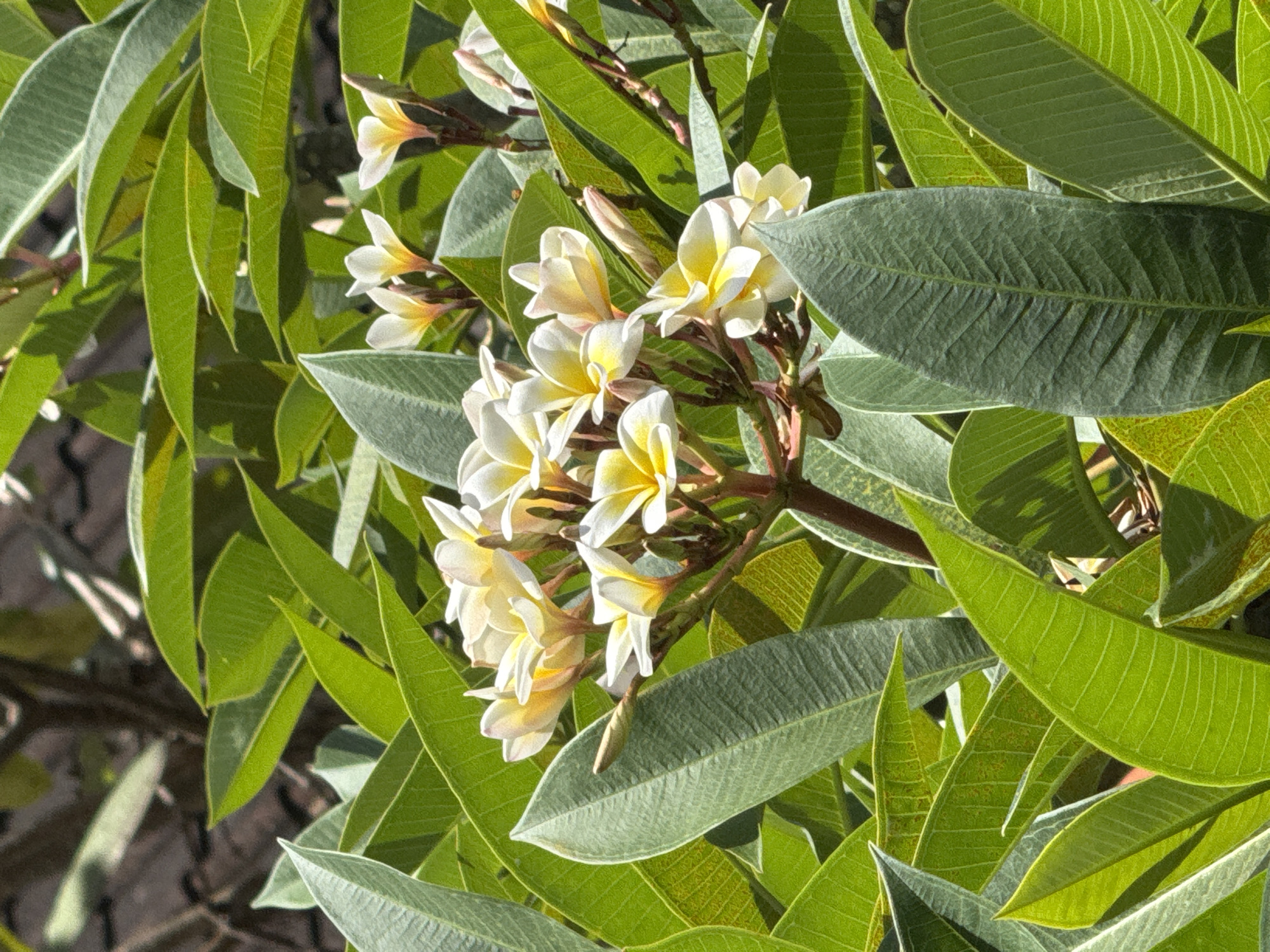 The image depicts a close-up of a Plumeria plant with light yellow and white flowers amidst abundant green leaves. The scene appears to be bathed in sunlight, indicating a daytime shot. Given the prompt's specification, the location is presumed to be in Kuta, Indonesia.