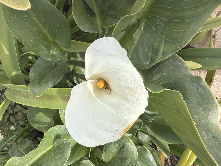 The image presents a detailed, top-down view of a single white Calla Lily (Zantedeschia aethiopica) flower, located in the Bnei Shimon Regional Council, Israel. The flower's prominent white spathe, exhibiting a slight yellowish-brown discoloration on its lower left edge, has a distinct heart-like form with a finely textured surface. Centrally, a vibrant yellow-orange spadix is visible. The flower is enveloped by numerous large, dark green leaves, several of which show pronounced venation and minor brown spots or streaks. Additional green foliage, slightly out of focus, forms the background. The scene is illuminated by bright, natural light, casting subtle shadows among the leaves.