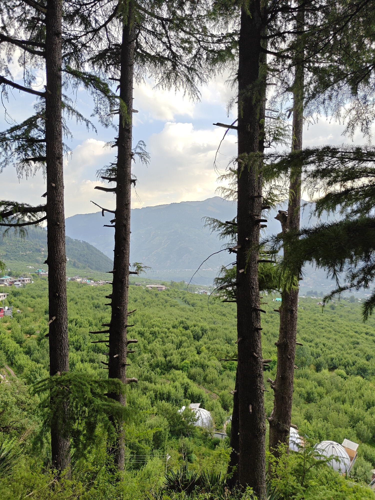 The image shows a view of a valley in Nashala, India, framed by four tall, straight trees in the foreground. The trees have dark brown bark and sparse branches with short, green needles. Behind the trees is a dense forest of green trees covering the hillside. In the distance, mountains rise towards a cloudy sky. Several white, dome-shaped structures are visible nestled among the trees in the lower part of the image. A few houses are scattered in the valley on the left side.