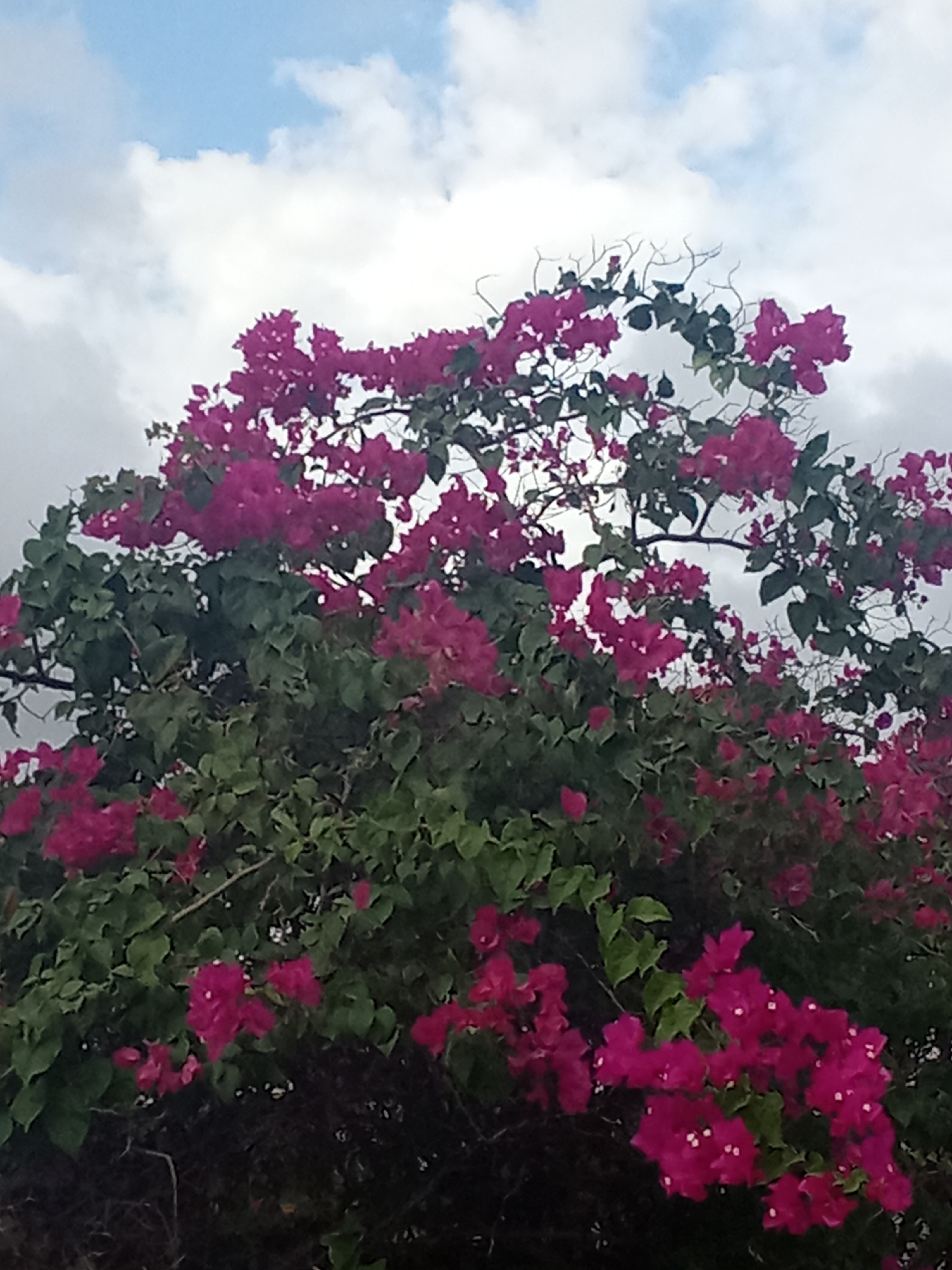 The image captures a vibrant bougainvillea bush in full bloom, its magenta flowers creating a striking contrast against the green foliage. The bush fills most of the frame, with only a glimpse of the sky visible in the upper portion of the image. The sky is a mix of blue and white, with clouds suggesting an overcast day. While the exact location within Juan Griego, Venezuela, cannot be determined from the image alone, the presence of bougainvillea, a common tropical plant, is consistent with the region's climate and vegetation. The photo focuses on the natural elements, with no people or other identifiable objects present.