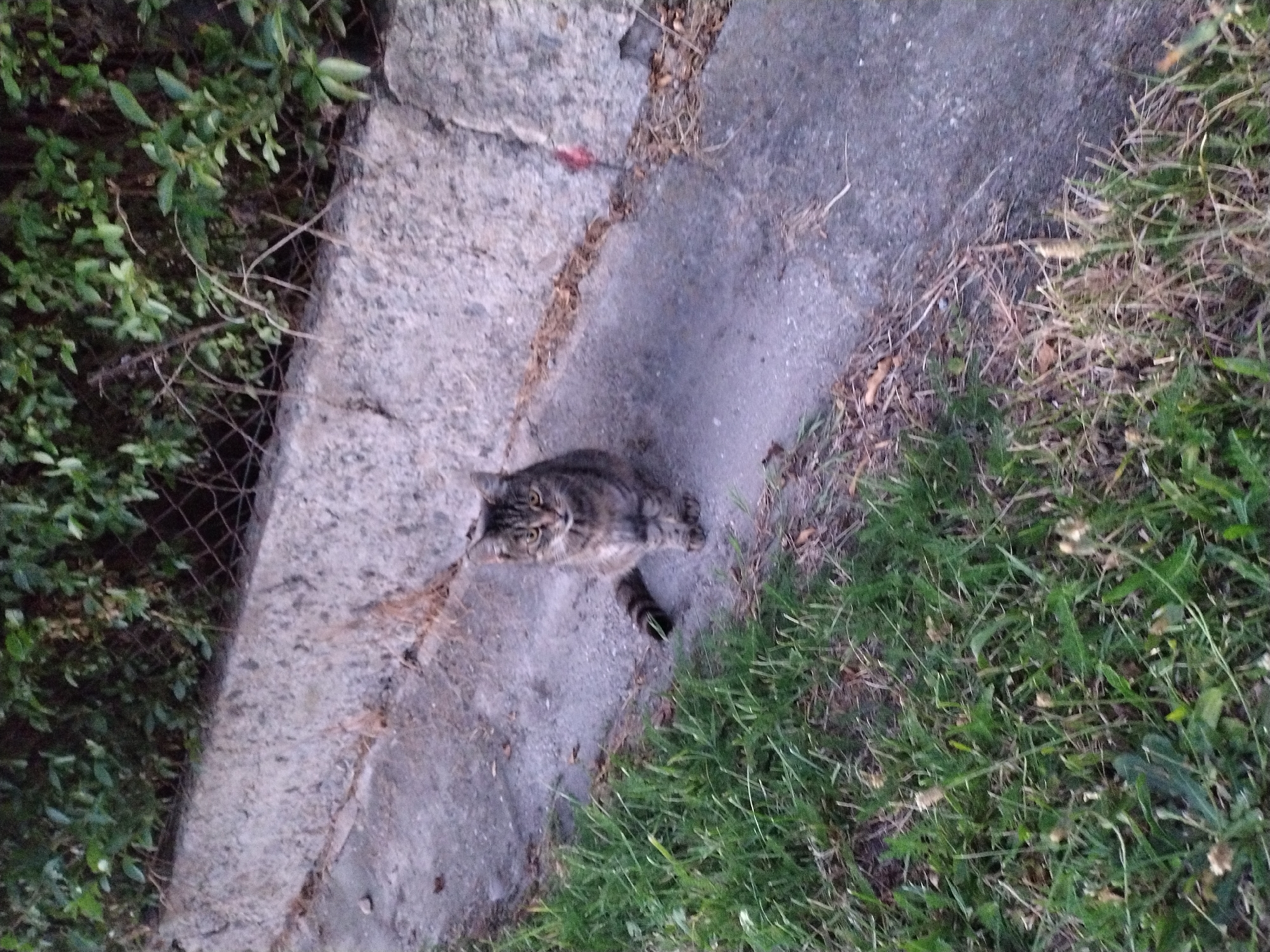 A tabby cat is sitting on a concrete path next to a grassy area. The cat is facing the camera and has a striped tail. Behind the cat is a concrete wall and green foliage. The scene appears to be outdoors in an urban setting, possibly a drainage ditch or walkway. The location is identified as Dobev, Czechia.
