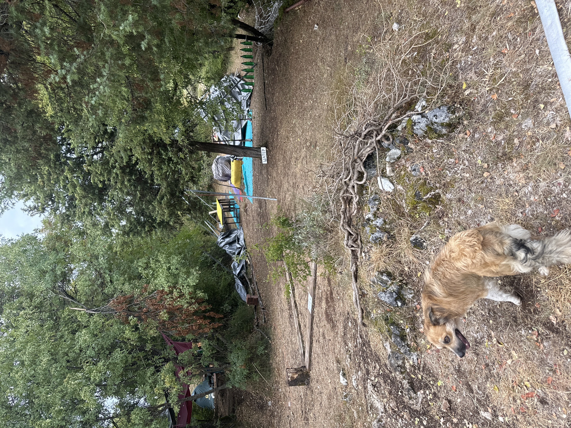 The image depicts an outdoor scene that appears to be a campsite or a makeshift settlement, situated in a wooded area with dry grass and rocky terrain. In the foreground, a medium-sized dog with light brown and white fur is standing on dry ground, looking to its left. Behind the dog, a weathered wooden plank walkway leads towards a cluster of trees.
Further into the scene, various objects suggest human activity and temporary structures. There are tents or tarps, some appearing to be dark gray and others a faded maroon color. A yellow table and a blue mat are visible, as is a sign that reads "WATER". Scattered on the ground are branches, rocks, and some debris, including what looks like a red brick. In the background, dense green trees form a natural backdrop. The overall impression is of a somewhat untidy, lived-in outdoor space, possibly in a rural or semi-rural location outside of a city.