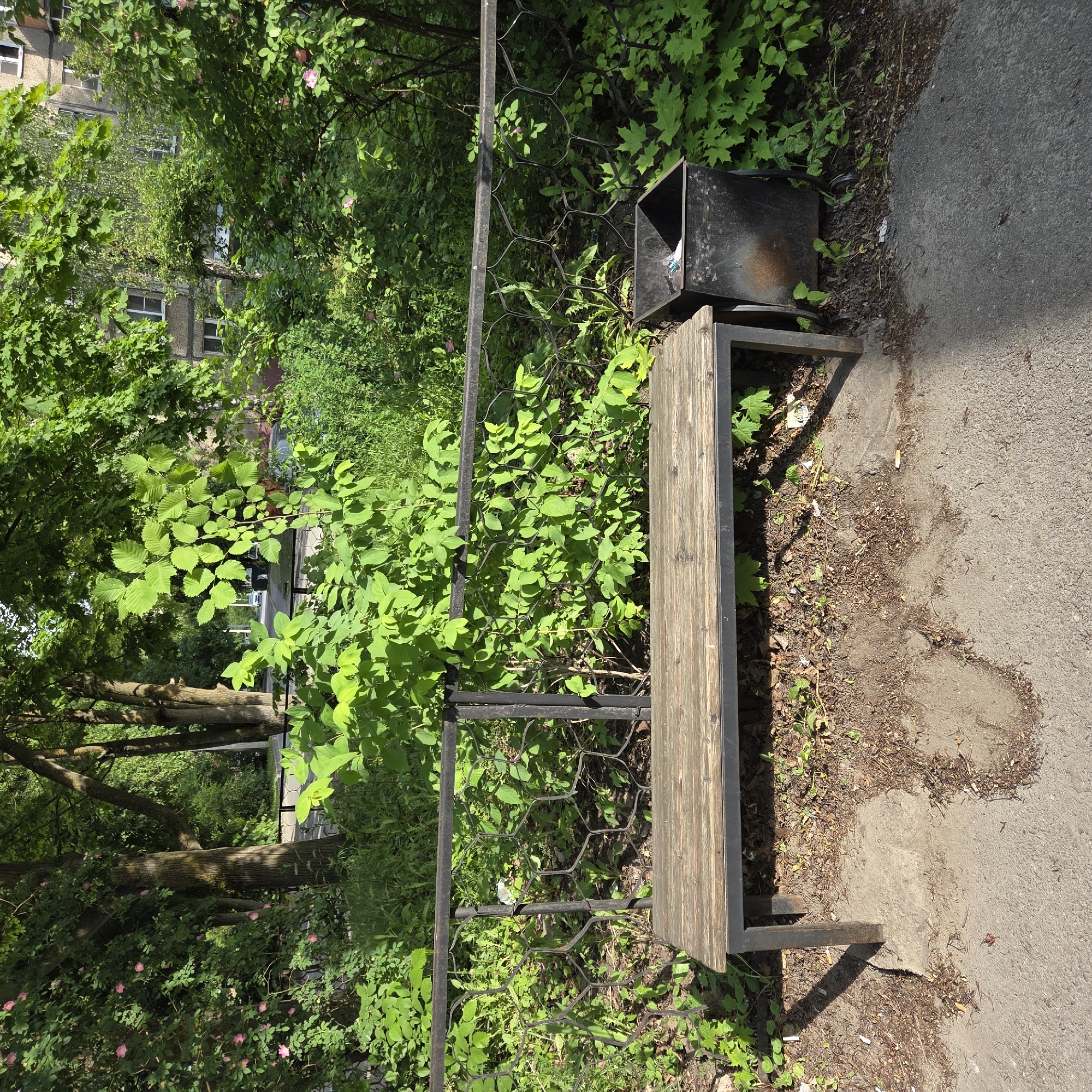 The image displays an outdoor scene, appearing rotated 90 degrees clockwise, under bright sunlight. The central focus is a weathered wooden bench with a dark metal frame, positioned next to a paved asphalt path. To the left of the bench stands a dark, metallic trash can containing some litter.
Behind the bench and trash can, a dark metal fence with a distinctive hexagonal mesh pattern separates the paved area from a dense expanse of lush green foliage. This greenery includes various trees and bushes with vibrant leaves. Some bushes feature small pink flowers, possibly wild roses.
The ground around the bench and trash can is an asphalt path, showing signs of wear and tear, with patches of dirt and scattered debris including dry leaves, small stones, and cigarette butts. Clear shadows cast by the bench and fence suggest a bright, sunny day.
In the background, partially obscured by the extensive greenery, a multi-story building with several windows is visible, indicating an urban or suburban setting. No people or specific activities are depicted; the scene is static, showcasing an overgrown, yet functional, public space. No legible text is visible in the image.