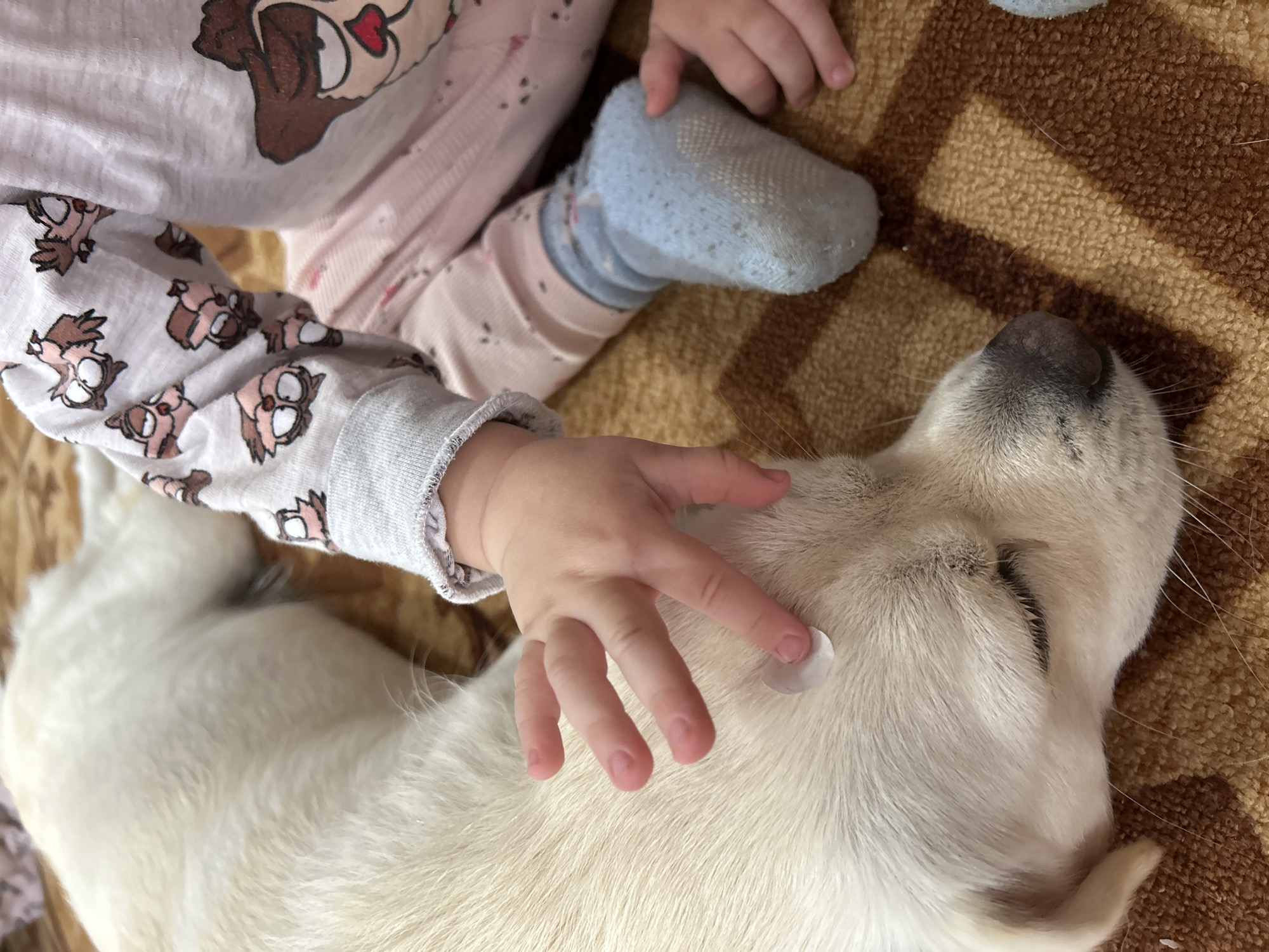 An intimate, high-angle indoor shot shows a child gently interacting with a dog, possibly in a home in Азинский, Russia. The child is wearing light pink pajamas adorned with cartoon characters; a larger character resembling Chip or Dale with a red nose and heart is visible on the upper torso, while smaller, wide-eyed owls decorate the sleeves. A light blue sock with anti-slip dots is visible on one of the child's feet. The child's small hand rests softly on the fur of a light-colored dog, likely a Golden Retriever, which appears to be lying down and relaxed. A small, translucent white object, possibly a sticker, is on the dog's fur where the child's fingers touch. The dog's snout, whiskers, and part of its eye are visible, suggesting a calm disposition. The scene is set on a brown and tan patterned carpet. The lighting is soft and natural for an indoor setting, with no specific time of day indicated. The image conveys a sense of tenderness and companionship between the child and the pet.