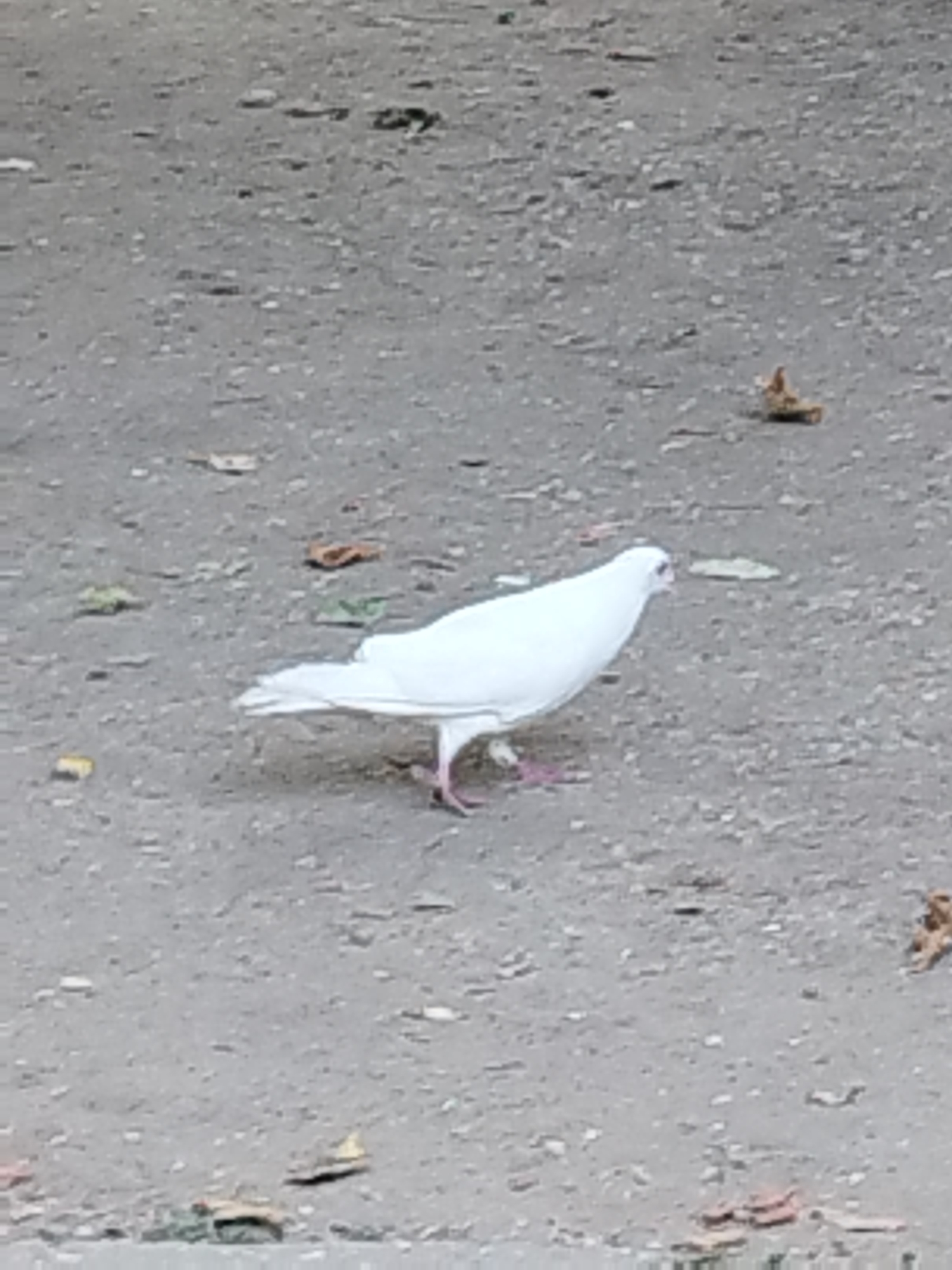 A single white pigeon stands on a gray, pebbly surface. The pigeon is facing left and appears to be pecking at the ground. Some scattered leaves and debris are visible on the surface. The scene appears to be an outdoor, urban environment, possibly a sidewalk or a dirt path in Bucharest, Romania. The lighting suggests it is daytime.