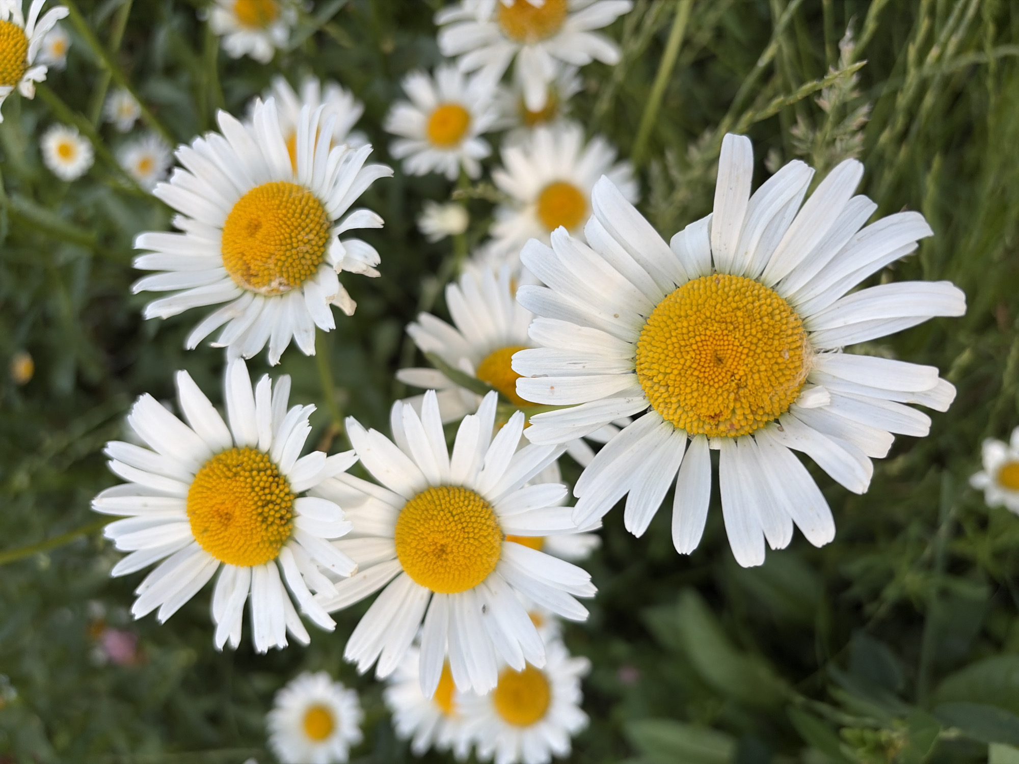 The media file is a close-up, overhead shot of a cluster of daisies in a natural setting. The flowers are the primary subjects, with several in sharp focus and others blurred in the background. Each daisy features bright white petals radiating from a central, textured yellow disc. The background consists of lush green foliage, including grass and the stems of the daisy plants. The overall impression is one of a vibrant, sunlit garden or meadow.
The scene is outdoors, likely during the daytime, given the bright illumination of the flowers. The focus on the flowers suggests a peaceful and perhaps tranquil mood, typical of a nature scene. There are no people or specific objects visible, nor any text. The setting appears to be a natural, uncultivated area, possibly a field or garden, with abundant greenery. The hint of pinkish flowers in the background adds a touch of variety to the scene, but the daisies remain the dominant focus. The composition highlights the delicate beauty of the flowers, with the shallow depth of field drawing the viewer's attention to the details of the petals and centers of the blossoms in the foreground.