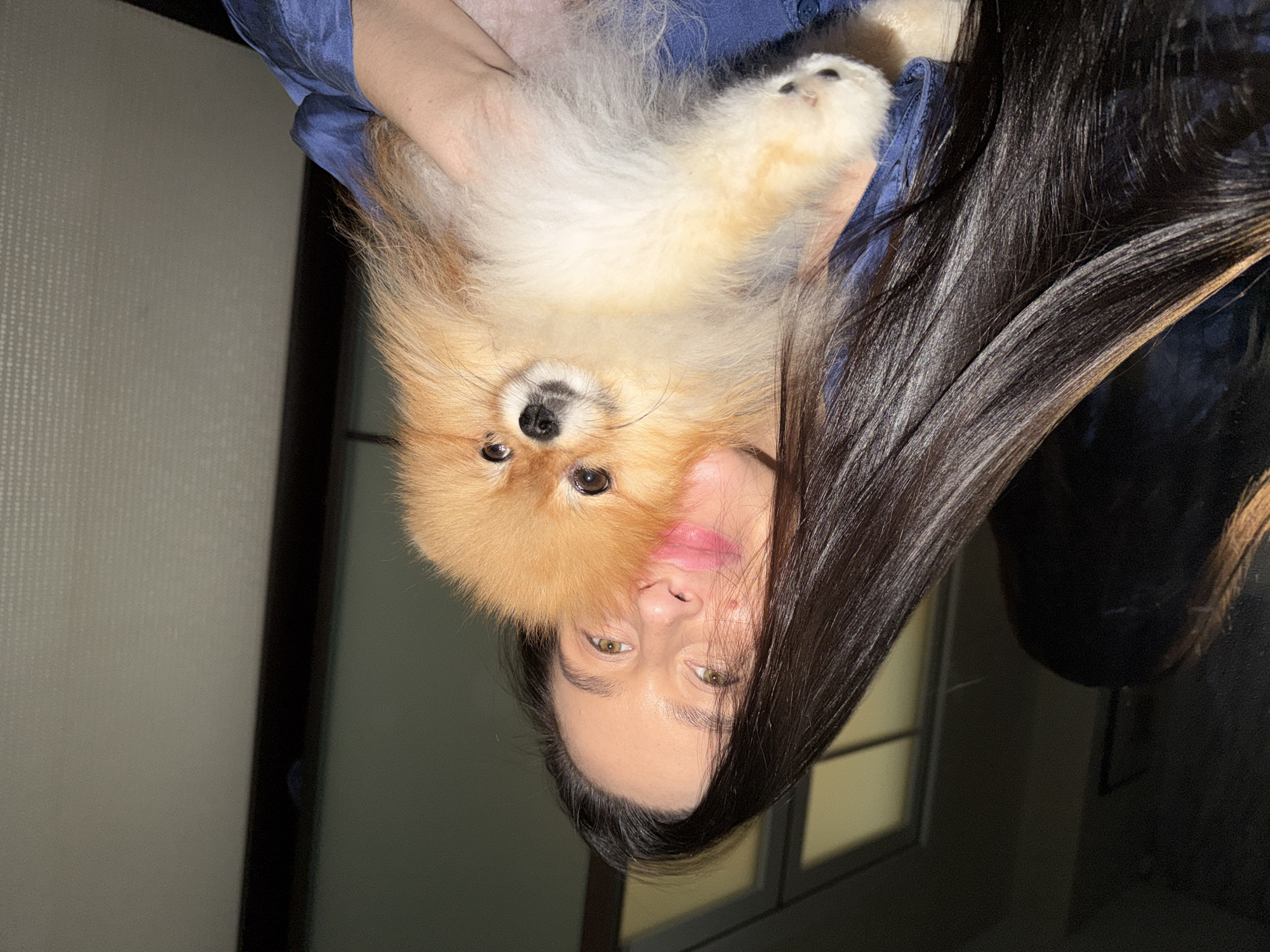 The image captures a close-up portrait of a woman holding a small, fluffy dog indoors. The woman, positioned on the right side of the frame, has long, dark, straight hair, some of which cascades over her shoulder and partially across her face. Her visible left eye is light-colored (possibly green or hazel), and she has a neutral to slightly smiling expression with pink lips. She is wearing a blue garment.
The dog, a Pomeranian breed, is held by the woman and faces directly towards the camera. Its fur is a mix of orange-brown and lighter, creamy white, particularly on its chest and paws. The dog has dark, round eyes, a small dark nose, and whiskers. One of its paws, with visible pads, is seen near the woman's arm.
The background suggests an indoor setting, likely a room. A light-colored wall with a subtle textured pattern is visible on the left. On the right, a window frame allows some light to enter, indicating either an external light source during nighttime or an internal light illuminating the window. The overall lighting is soft but sufficient to highlight the subjects. The interaction conveys a calm and affectionate moment between the woman and her pet. No visible text is present in the image. The provided location context for the image is Khimki, Russia.