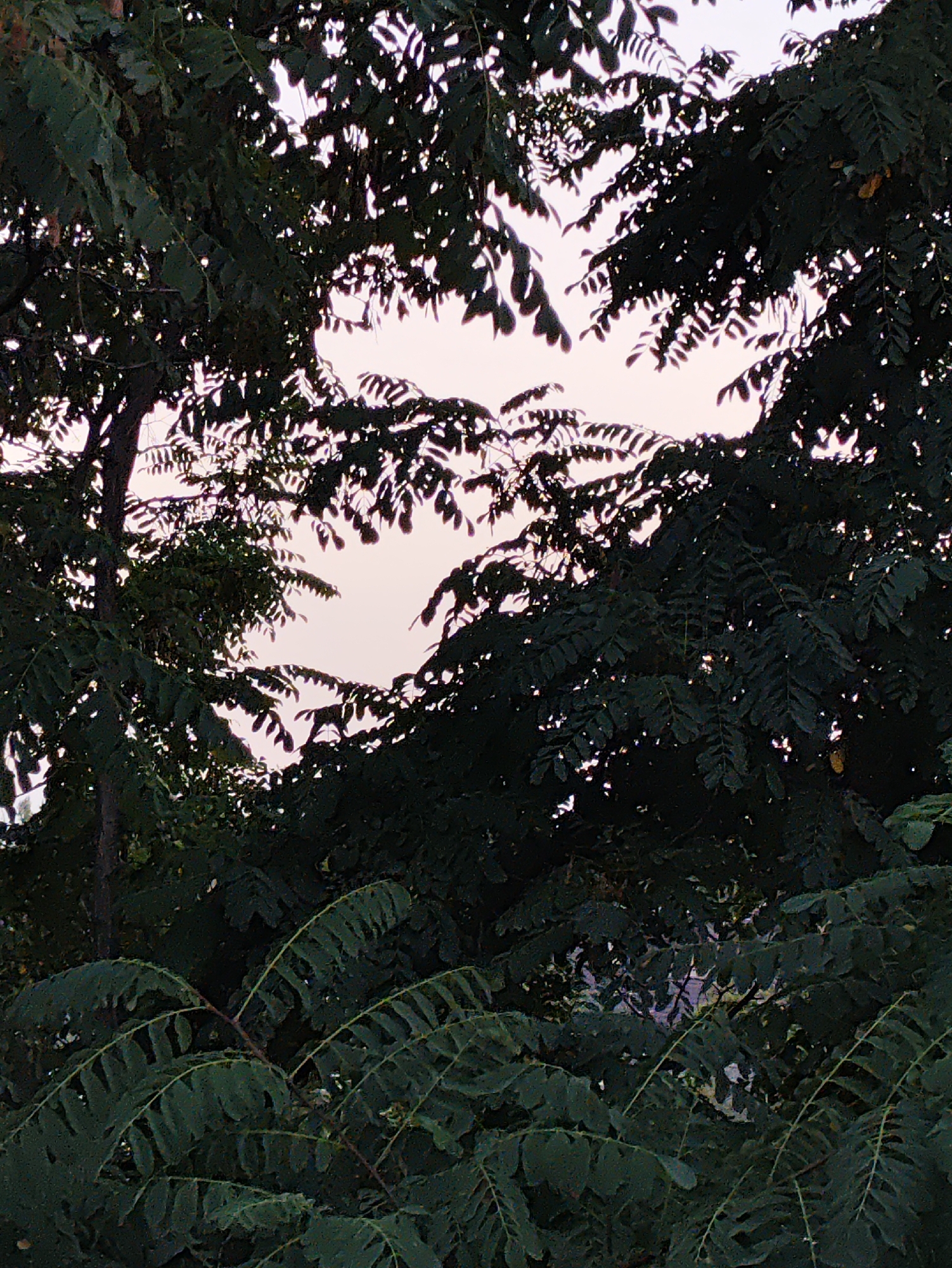 The image depicts a dense canopy of dark green foliage against a pale, overcast sky. The leaves are detailed, with serrated edges, and are arranged in compound structures, suggesting a tree such as an acacia or a similar species. The branches of the trees create a natural frame, with openings allowing glimpses of the sky. The light is diffused, indicating either early morning, late evening, or a heavily clouded day. There are no people or man-made objects visible in the scene. The overall impression is one of natural overgrowth within an outdoor environment.
The photograph was taken in Kharkiv, Ukraine.