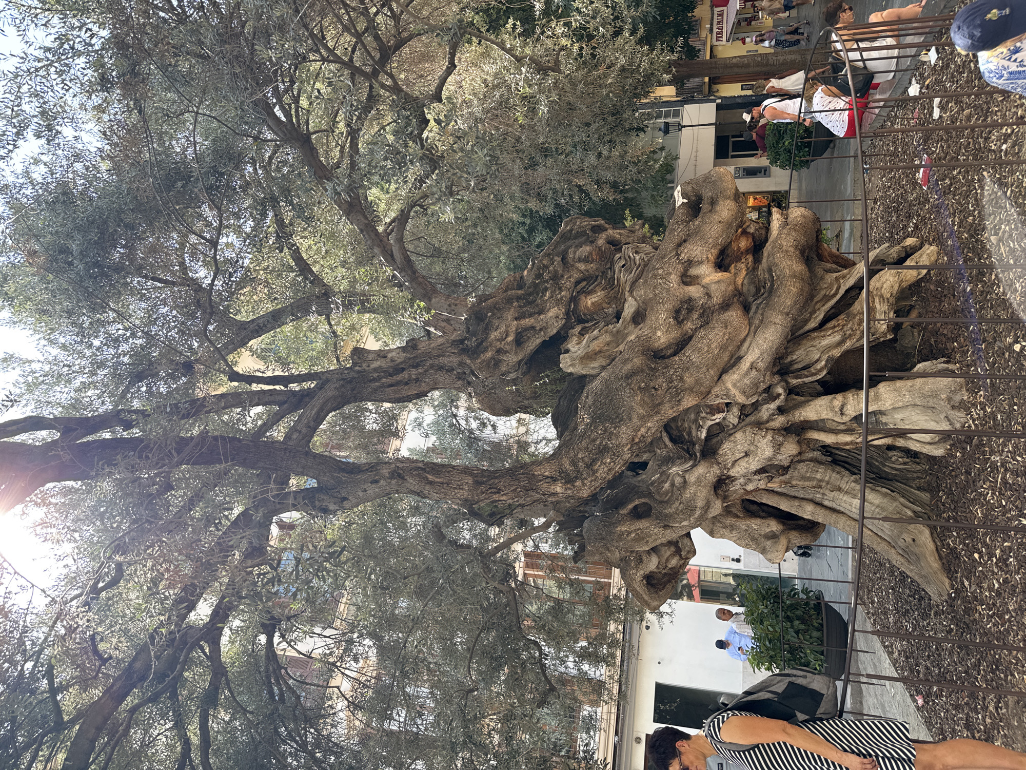 This image depicts the ancient olive tree located in the Plaza de la Reina in Palma de Mallorca, Spain. The massive tree, with its gnarled and twisted trunk, occupies the center of the frame. Its branches spread outwards, partially obscuring the buildings in the background. The ground around the tree is covered in mulch and surrounded by a low metal fence. Several people are visible in the scene. On the left, a woman wearing a black and white striped dress stands near the fence. In the mid-ground, two men in casual attire stand near a potted plant. Further to the right, several other individuals are browsing or walking. The sun is shining brightly, casting dappled light through the leaves of the olive tree. The overall environment suggests a public square in a European city during daylight.