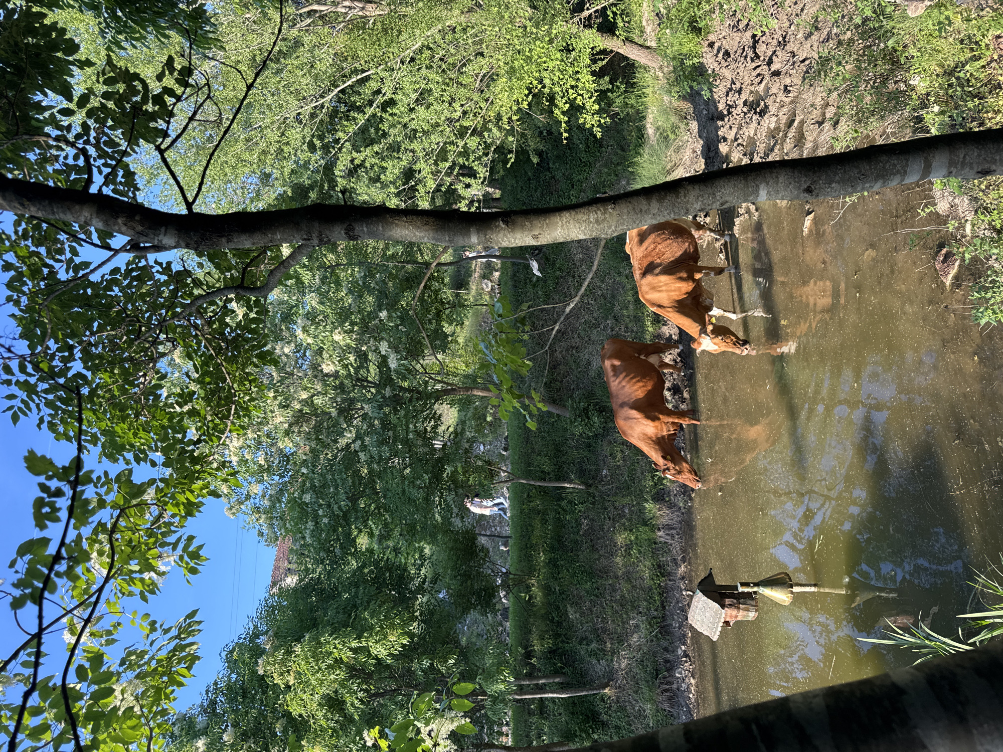 The image depicts a scene near Lukovit, Bulgaria, featuring two brown cows standing in a body of murky water, possibly a shallow river or stream. A large tree branch stretches across the top of the frame. Lush green vegetation and trees fill the background and sides of the image. In the distance, a person is visible amongst the trees. In the foreground in the water lies some sort of pipe. The sky is visible through gaps in the foliage.