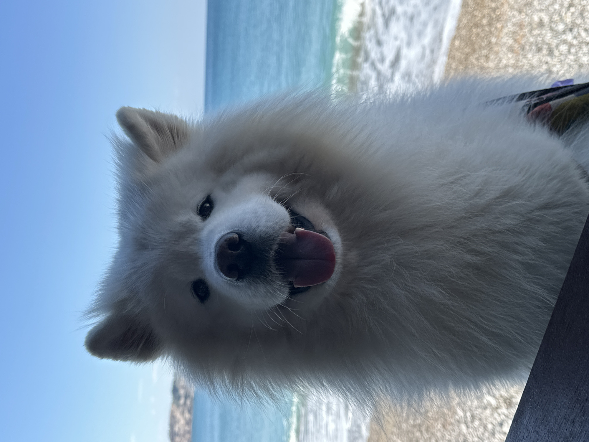 A Samoyed dog is shown, facing the viewer with its tongue out. The backdrop indicates an outdoor setting, probably a beach, evidenced by the sea, beach, and blue sky. The location is likely in Bar, Montenegro. The dog is the primary subject. The environment includes a beach scene with the sea and sky. The dog's breed is identifiable by its thick, white fur. The beach is slightly out of focus.