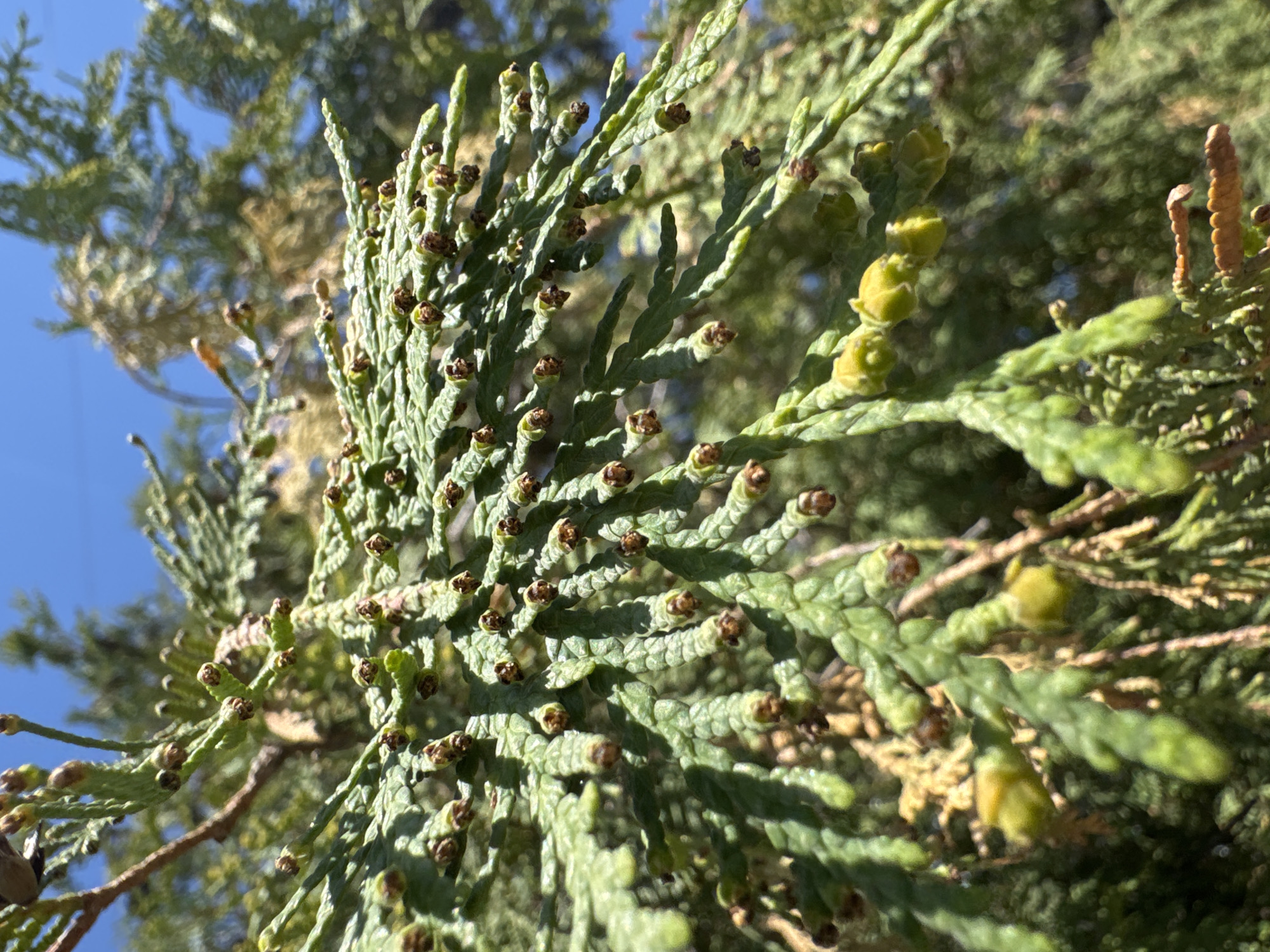 The image shows a close-up view of green coniferous foliage, possibly a cedar or cypress variety, with small brown cones or seed structures visible on the branches. The background includes a bright blue sky, suggesting a sunny day. The foliage appears dense and textured, with varying shades of green. The scene is outdoors, and the location is unspecified.