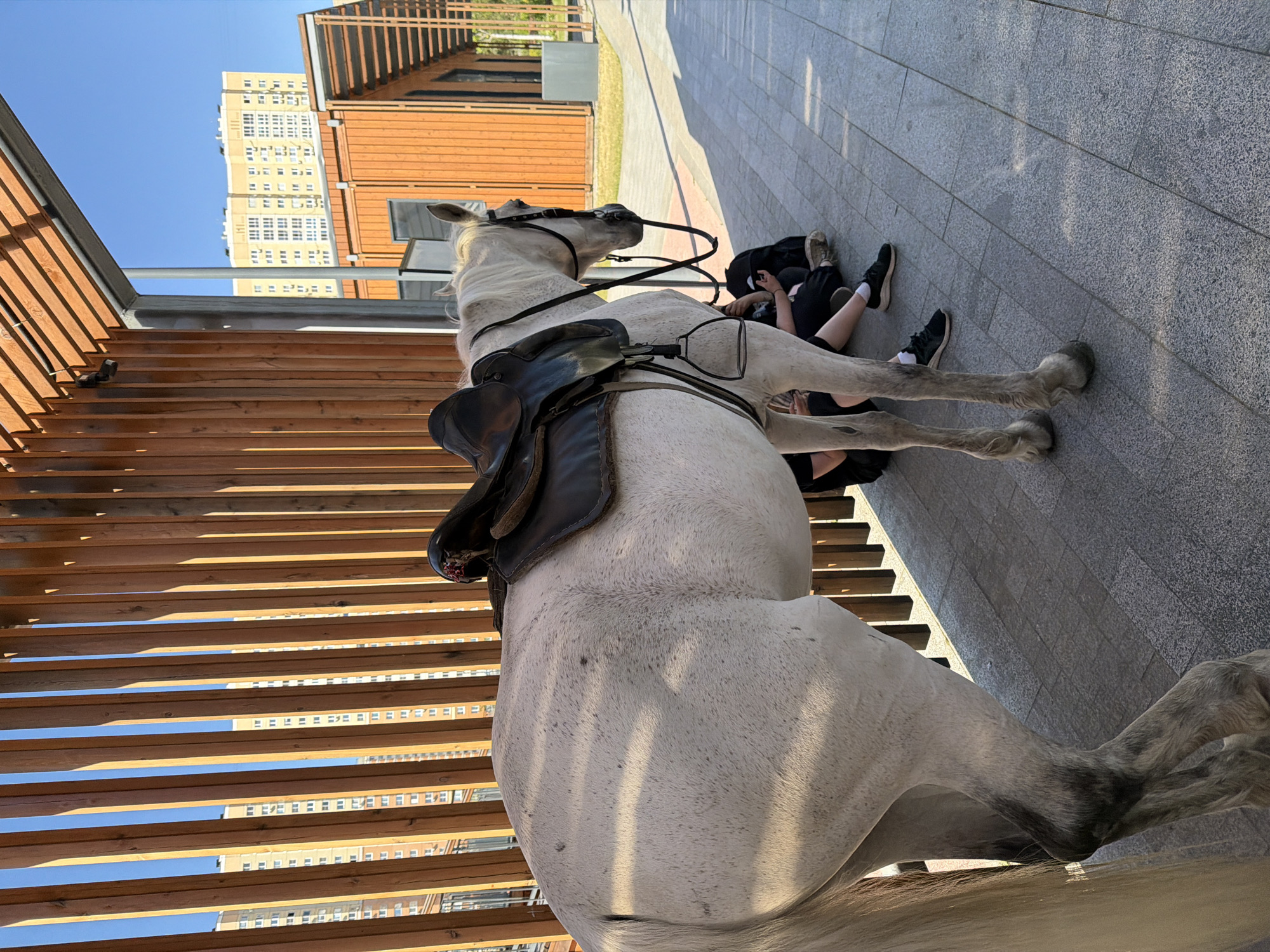 An outdoor scene in Khodynskoe Pole Park, Moscow, Russia, features a dapple grey horse standing in the mid-ground, facing right. The horse is fitted with a dark brown English riding saddle and a black bridle. Its coat exhibits scattered dark flecks, and its lower legs and hooves are darker grey. Two individuals are seated on the paved ground in the background, partially obscured by the horse and a large modern wooden pergola structure; one person's legs are visible, clad in black pants, black athletic shoes, and white socks. The ground is paved with light grey square tiles. A prominent architectural feature, a contemporary pergola, provides shade with its vertical wooden slats forming a screen and horizontal wooden slats overhead, supported by metal beams. In the background, under a clear blue sky, several tall, multi-story residential buildings with light-colored (yellow/beige) facades and numerous windows are visible. Another similar modern wooden structure is discernible further in the background to the right. The scene is illuminated by strong sunlight, casting distinct shadows.