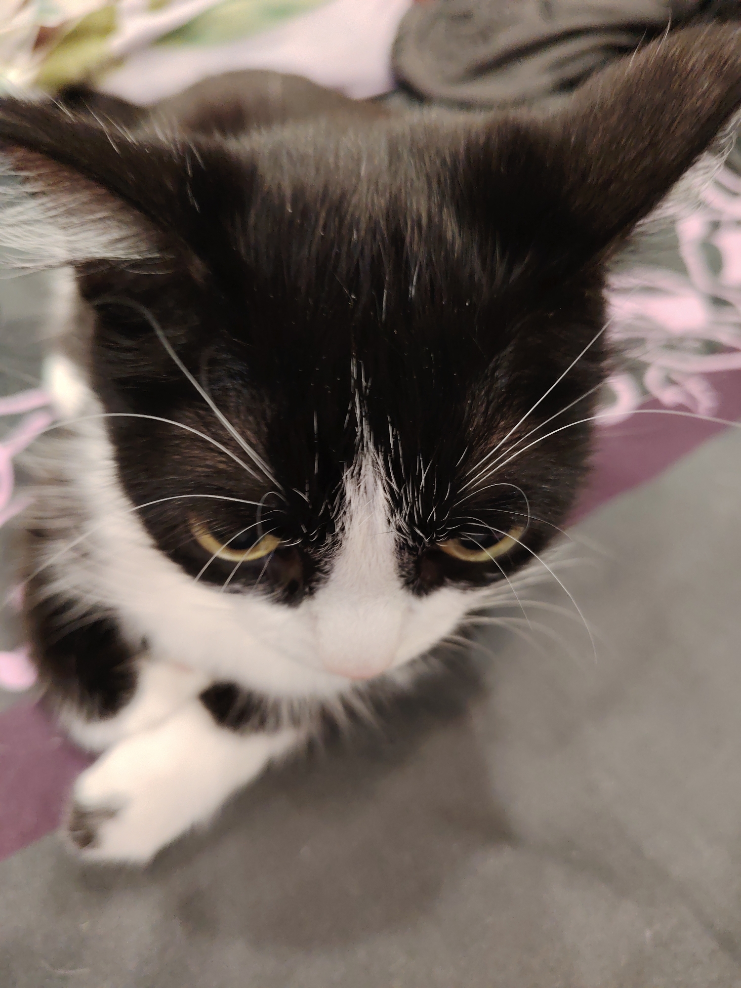 A black and white domestic cat, featuring a prominent white muzzle stripe, white chest, and white front paws, is centrally positioned and viewed from a high-angle perspective. The cat is seated or resting on a textured dark gray fabric surface, with its front paws crossed. Its yellow-amber eyes are directed downwards and slightly to the viewer's left. Numerous white whiskers emanate from the muzzle. The background is a blurred indoor setting, displaying lighter areas with a faint pinkish or purplish pattern to the upper left and darker fabric to the upper right. The scene is illuminated by an unseen light source causing a distinct reflection in the cat's left eye. Location: Unknown, Unknown.