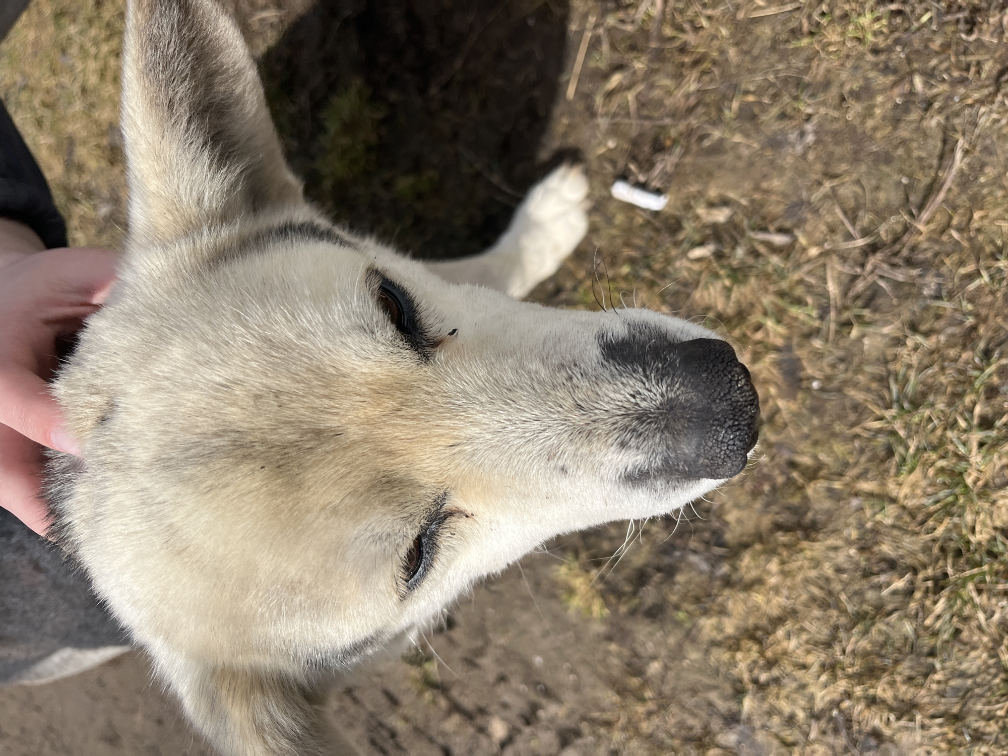 A close-up, slightly angled overhead shot depicts a dog with light-colored fur, a black nose, and dark eyes. A hand is partially visible on the left, petting the dog. The background consists of dry grass and dirt. An object resembling a discarded cigarette filter or a small white tube is visible in the upper right area. The location is believed to be near Норья, Russia.