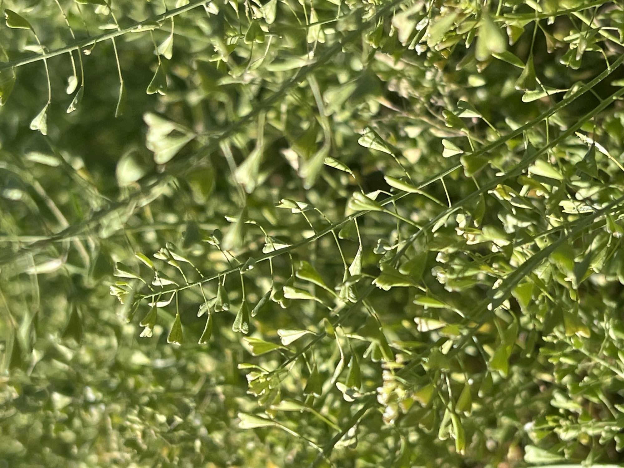 The image depicts a dense growth of green plants with distinctive heart-shaped seed pods hanging from slender stems. The plants appear to be growing close together, filling the frame. Small white flowers are also visible amidst the foliage. The location is Бизяки, Russia.