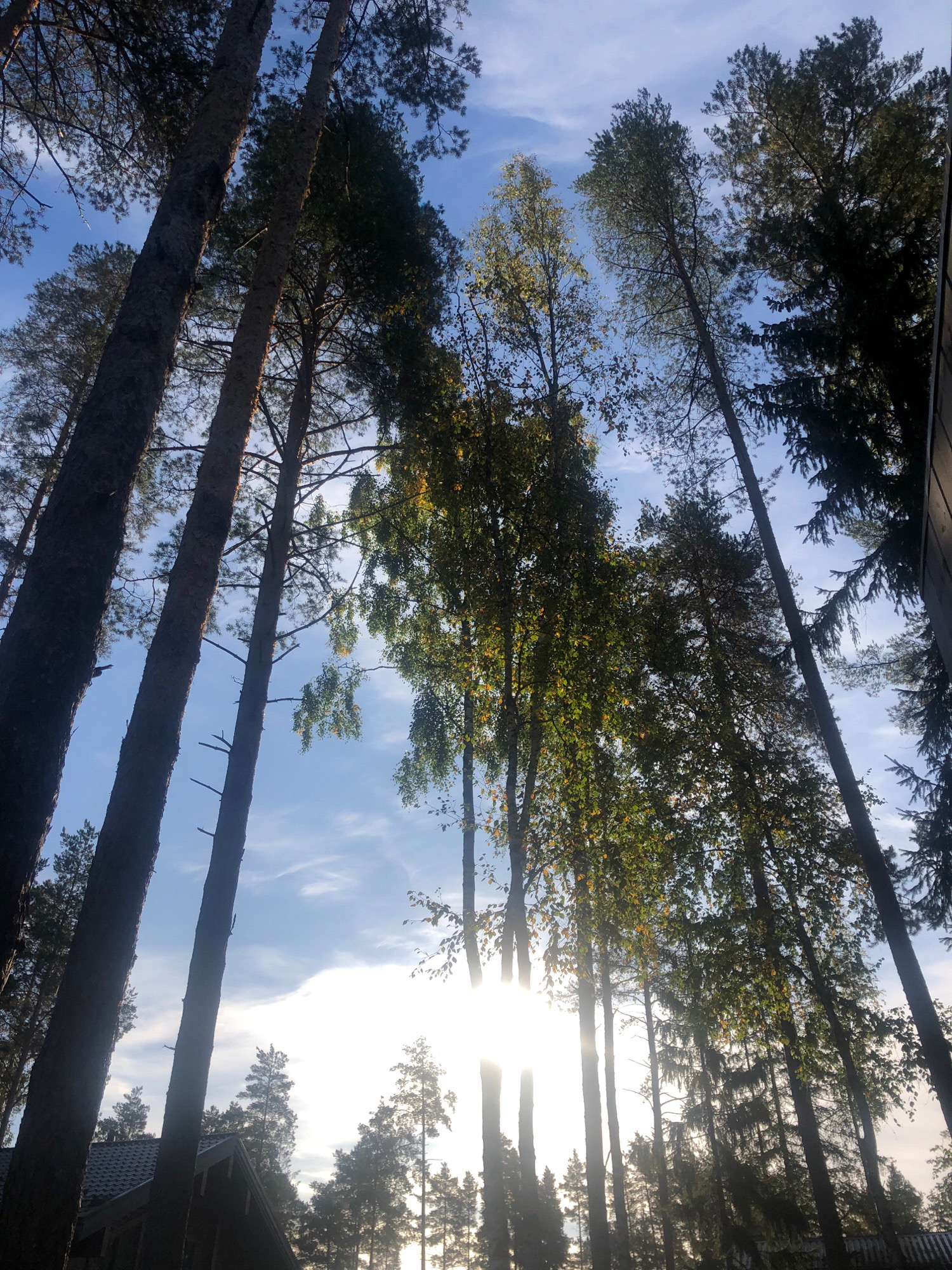 This is a low-angle, upward-facing shot of a forest scene, likely on a bright, partly cloudy day. The dominant elements are tall, slender trees, predominantly pines, with some deciduous trees interspersed. The sunlight filters through the branches, creating a bright halo effect and silhouetting some of the foliage. In the lower left of the frame, the roof and part of a wooden structure, possibly a house or cabin, are visible. The sky is a clear blue with scattered white clouds. The overall impression is one of a peaceful, natural setting. The specific location in Arfa, Russia, cannot be determined from the image alone; this is an assumption based on the prompt's request.