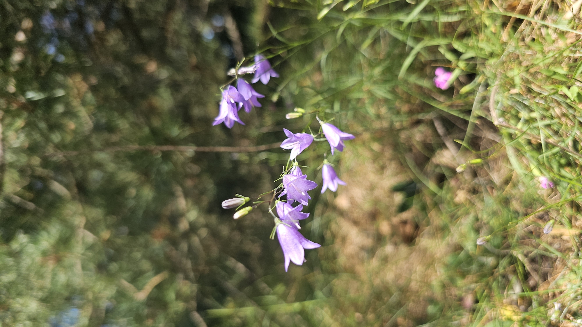 A low-angle, close-up shot captures a cluster of delicate, bell-shaped purple flowers, likely bellflowers, growing in a grassy area. The flowers are in various stages of bloom, with some fully open and others still as buds. They are positioned slightly to the left of the frame, with a soft-focus background of green foliage and earthy tones. The lighting suggests it is daytime, and the overall impression is one of natural beauty and tranquility. The image appears to have been taken in a natural setting, possibly a meadow or woodland edge within the Дукорскі сельскі Савет, Belarus.