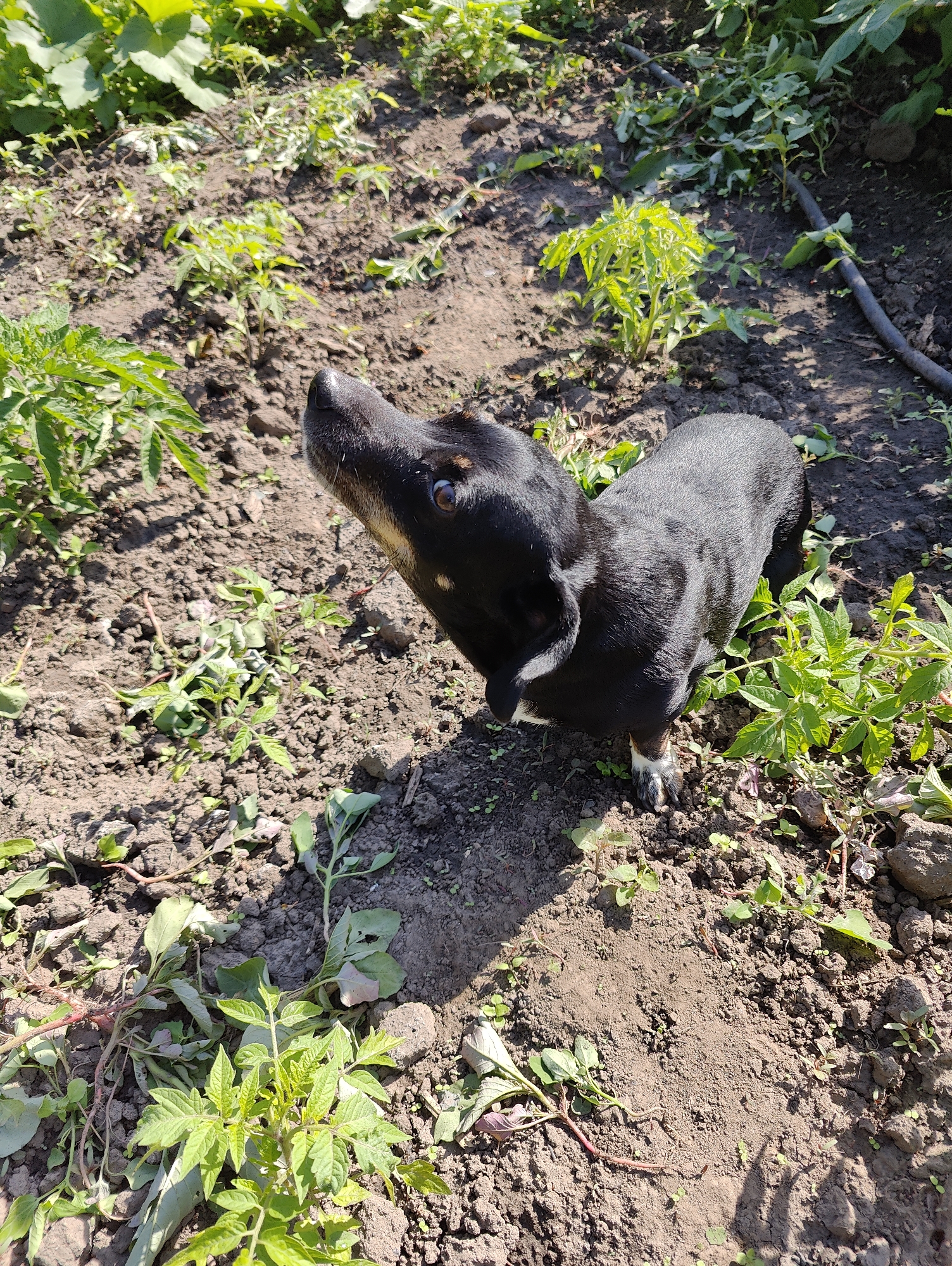 A black and tan Dachshund is standing in a garden in Yarmolyntsi, Ukraine. The dog is looking up and to its left, with its head tilted. The garden appears to be a vegetable garden, with young tomato plants and other greenery growing in the dark soil. Sunlight is casting shadows on the ground.