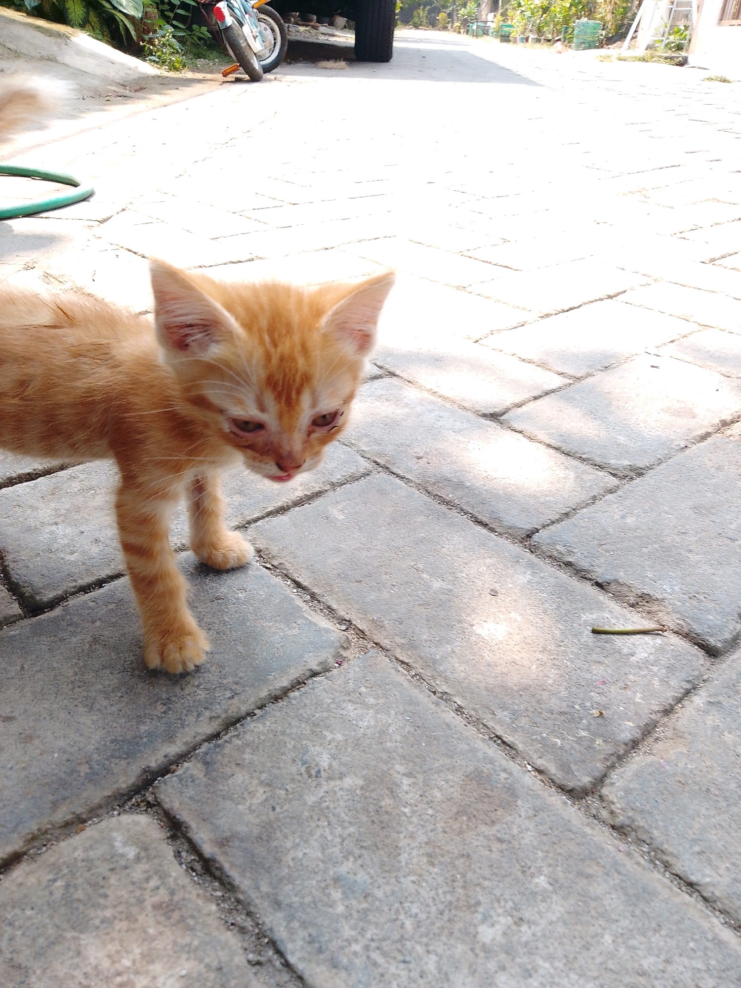 An orange kitten with light brown stripes and large ears stands on a paved walkway bathed in sunlight. The kitten's eyes are a pale brown, and its tongue is slightly visible. The walkway is made of interlocking gray concrete pavers laid in a herringbone pattern. In the background, a green garden hose is coiled on the ground to the left. Further back and to the right, a small motorcycle is parked with its kickstand down. Beyond the motorcycle, a sidewalk leads past some greenery and what appears to be a white ladder leaning against a structure. The environment suggests an outdoor residential setting in Cikal, Indonesia.