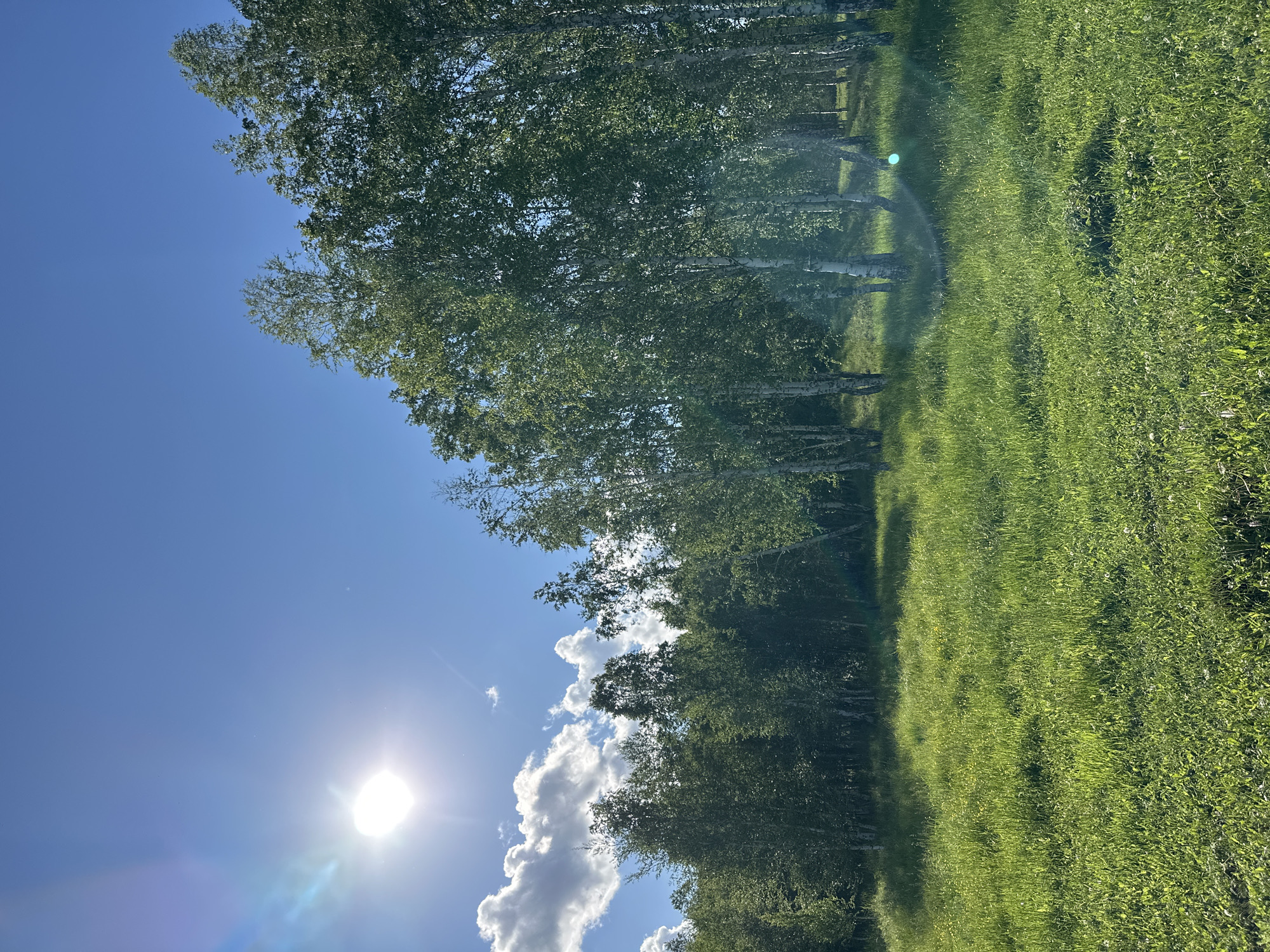 A bright, sunny day with a clear blue sky and some fluffy white clouds is depicted. The sun is high in the sky, casting a bright glare and lens flare on the left side of the image. In the foreground, a lush green meadow is bathed in sunlight, with blades of grass reaching upwards. Beyond the meadow, a dense line of birch trees with white trunks and green foliage stretches across the middle ground and into the background. The trees are illuminated by the sun, creating patches of light and shadow on the grass. The scene appears to be a natural landscape, likely a park or forest edge, in an unspecified location. There are no people or animals visible in the image.