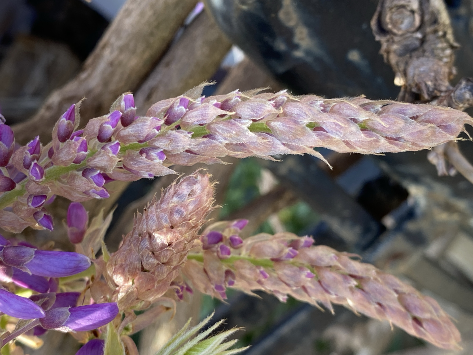 A close-up shows two pendulous inflorescences of a Wisteria plant. One inflorescence, in focus, displays unopened flower buds encased in furry, pinkish-tan bracts with a faint purple hue. Adjacent to this, a second inflorescence has partially opened blossoms, revealing vibrant purple flowers.
The background includes blurred elements such as weathered tree branches, a dark-colored, seemingly plastic container, and dried flower stalks. The location of the image is unknown, however, the city of Budva, Montenegro has been provided.