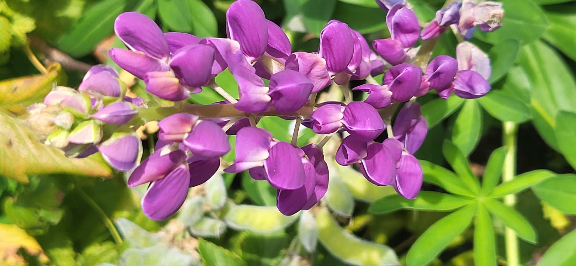 A close-up, vertical shot captures a vibrant cluster of purple lupine flowers in bloom, with hints of green leaves and other foliage providing a natural backdrop. The flowers are arranged on a central stem, with individual blossoms displaying a delicate, almost watercolor-like texture. The lighting suggests a sunny day, with soft shadows enhancing the depth and form of the petals. The focus is sharp on the floral arrangement, blurring the background into soft hues of green and yellow. The image does not depict any people or specific urban landmarks, and therefore, its location in "Unknown, Unknown" cannot be further specified.