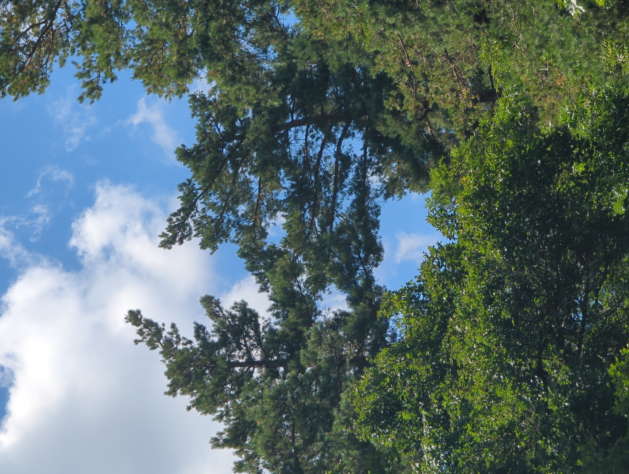 The image is an outdoor, eye-level shot looking up at the sky through a canopy of trees. The sky is a bright blue with scattered white, fluffy clouds. The trees are lush and green, with some pine branches visible in the upper portions of the frame and denser foliage in the lower portion. The scene appears to be in a natural environment, possibly a park or forest, with no visible man-made structures or people. The lighting suggests it is daytime, with sunlight filtering through the leaves.