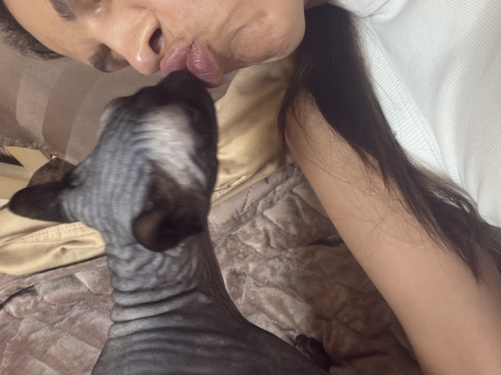 The image shows a close-up of a woman kissing a Sphynx cat. The woman's face is partially visible, with her lips pursed for a kiss. The cat, which has grey, wrinkled skin, is positioned in front of her face, also with its mouth open. They appear to be indoors, possibly on a bed or sofa, indicated by the soft, textured fabric in the background which is a mix of a pinkish-brown quilted material and a beige satin-like fabric. The woman has dark hair that is visible on her arm and shoulder, and she is wearing a white top. The lighting is soft, suggesting natural light or a warm indoor setting. The scene conveys an intimate and affectionate interaction between the woman and the cat. There is no information within the image to determine the location in Razvilka, Russia.