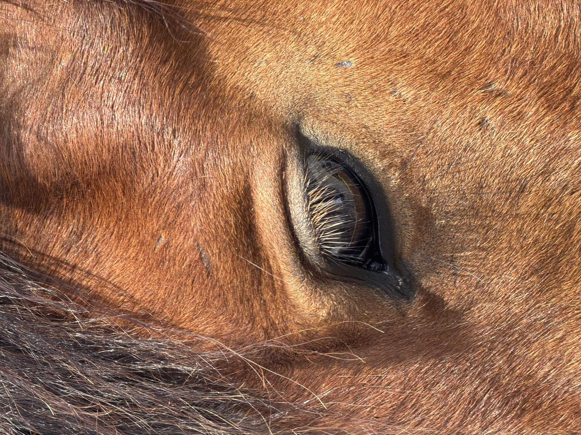 A close-up image captures the eye of a light brown horse, detailing the texture of its fur and eyelashes. There is no evidence in the image to suggest it was taken in Теплоозёрск, Russia, or to indicate people, actions, or interactions. The environment is undefined beyond the subject.