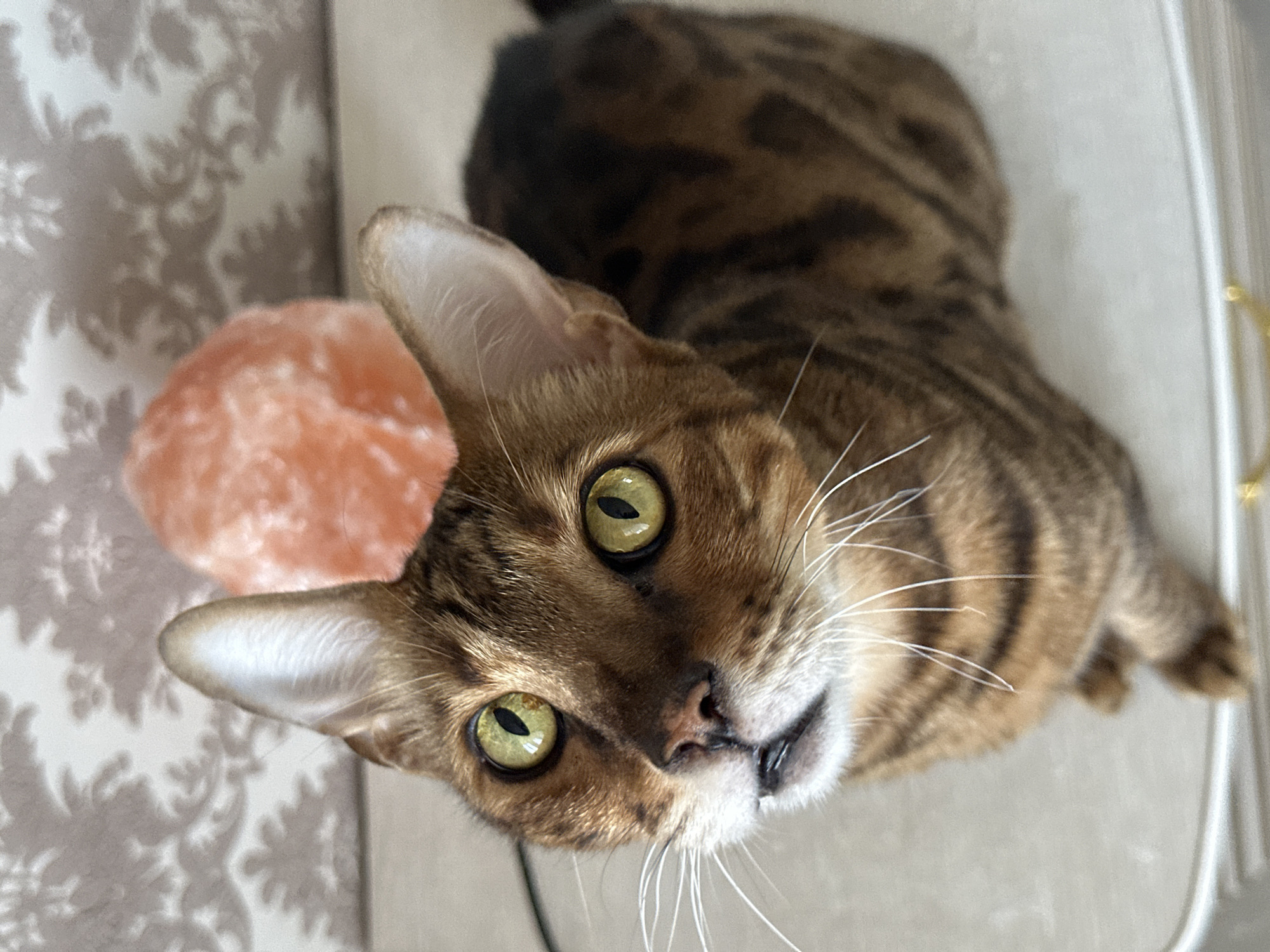 A close-up, high-angle shot shows a Bengal cat with striking green eyes looking upwards. The cat's fur is a rich brown with distinctive dark spots and stripes. Behind the cat, slightly out of focus, is a textured, light-colored wallpaper with a damask pattern. To the right of the cat's head, a bright orange, crystalline object, possibly a salt lamp, is visible. The cat is positioned on a light-colored, smooth surface. The scene appears to be indoors, with no indication of the city of Energetik, Russia.
