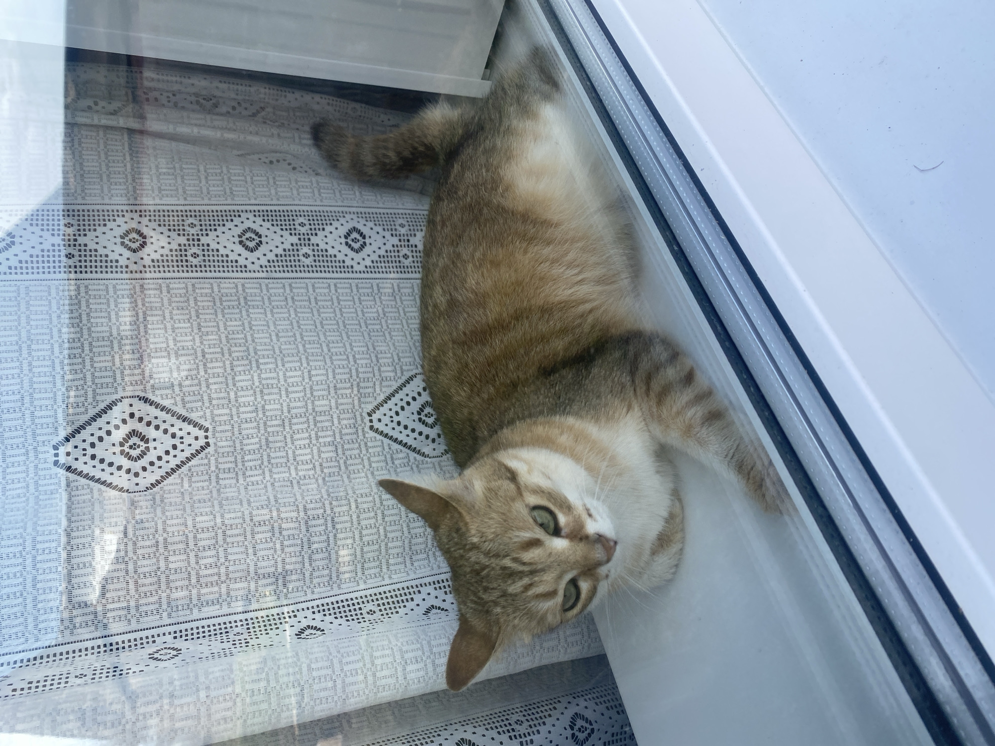 A brown and white tabby cat lies on its side on a white surface with a patterned white cloth. The location is indeterminate but is theoretically in Посёр, Russia. The cat is looking towards the camera with green eyes. The white surface appears to be the sill of a window with a white plastic frame.