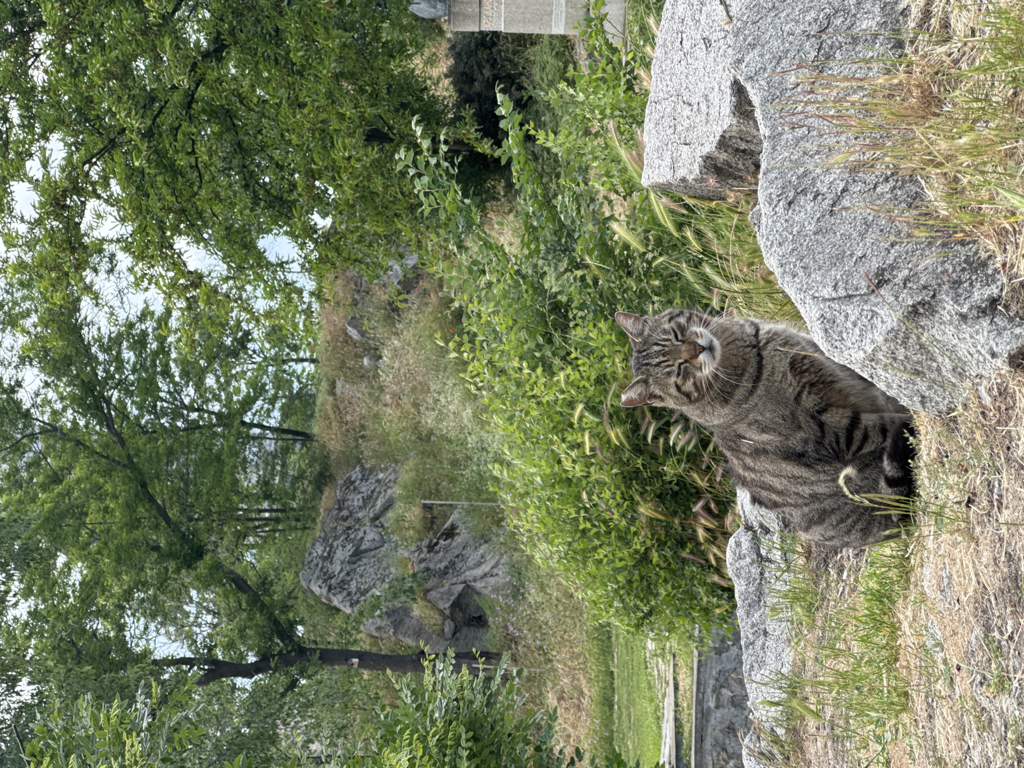 A medium shot captures a gray tabby cat in Plovdiv, Bulgaria. The cat rests on a gray rock formation amidst green grass and vegetation. A tree occupies the left side of the frame. In the background, more greenery and rock formations can be seen. A low stone wall runs across the scene. The image is taken in daylight.