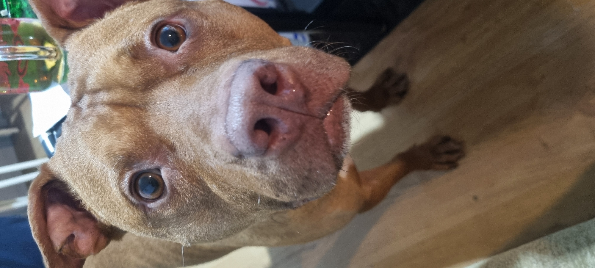 A close-up, eye-level photograph features the head of a friendly-looking, light brown dog, likely a Pit Bull or similar breed, gazing directly at the viewer with wide, attentive, dark brown eyes. The dog's pink nose, with visible nostrils and a hint of moisture, is prominent in the center of the frame, surrounded by its short, light brown fur and whiskers. Its floppy ears are visible on the left side of its head. The dog's face is tilted slightly upwards, indicating it is looking up at the camera.
The dog's body extends towards the right and bottom of the image, with its paws visible on what appears to be a light-colored wooden floor. The background elements are largely blurred, creating a shallow depth of field that emphasizes the dog. To the upper left, a colorful, out-of-focus object with green and red patterns can be vaguely discerned, possibly a decorative item or part of a glass. The rest of the background consists primarily of the wooden floor, suggesting an indoor, residential setting. The dog's expression conveys curiosity and engagement. No text is visible in the image. This photograph was taken indoors in Sofia, Bulgaria.