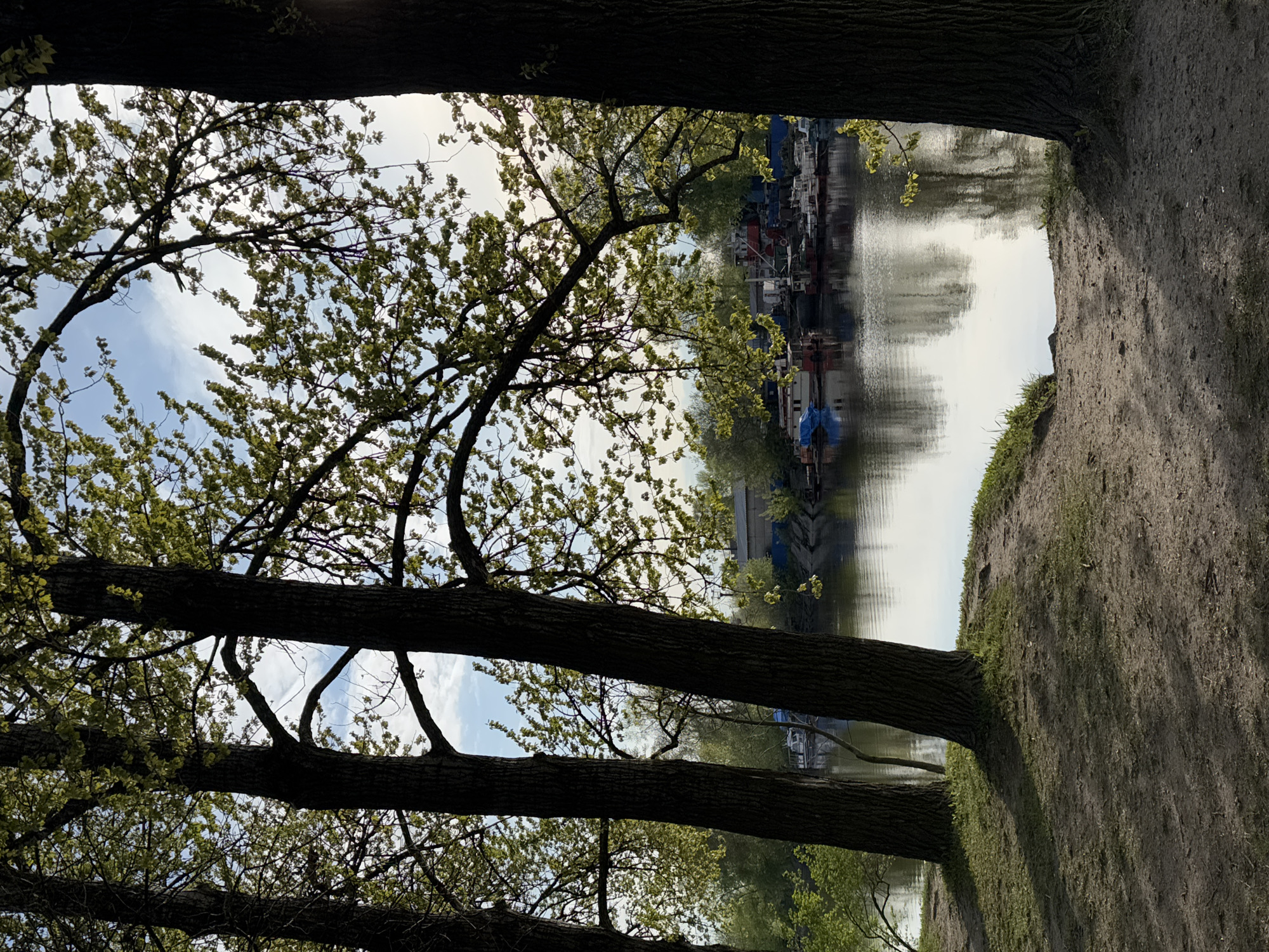 The image depicts a waterfront scene in Saint Petersburg, Russia, observed through the branches of trees. The viewpoint is from a slightly elevated bank leading down to a canal or river. A cluster of barges and houseboats lines the opposite bank, their structures reflecting in the water. The sky is overcast, with hints of blue peeking through the clouds and tree branches. The foreground is framed by two thick tree trunks, one along the top edge and another running diagonally from the lower left, further emphasizing the trees and bank in the foreground. The overall mood is tranquil, capturing the urban nature of Saint Petersburg.