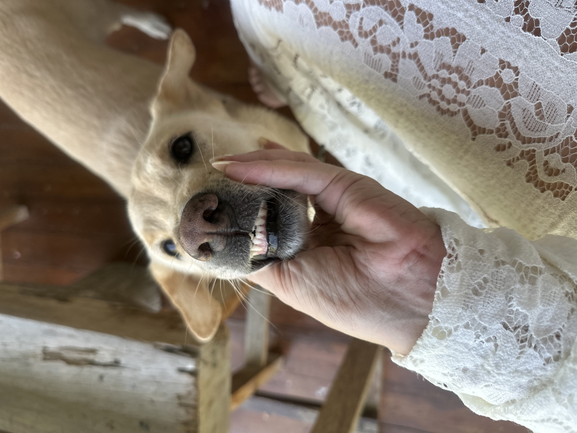 A light-colored dog is being petted on the snout by a human hand. The dog's mouth is open, revealing its teeth, and it appears to be smiling. The dog is in the foreground, and the background shows wooden furniture and flooring, suggesting an indoor or patio setting. The scene is likely captured in North Kuta, Indonesia, given the context.