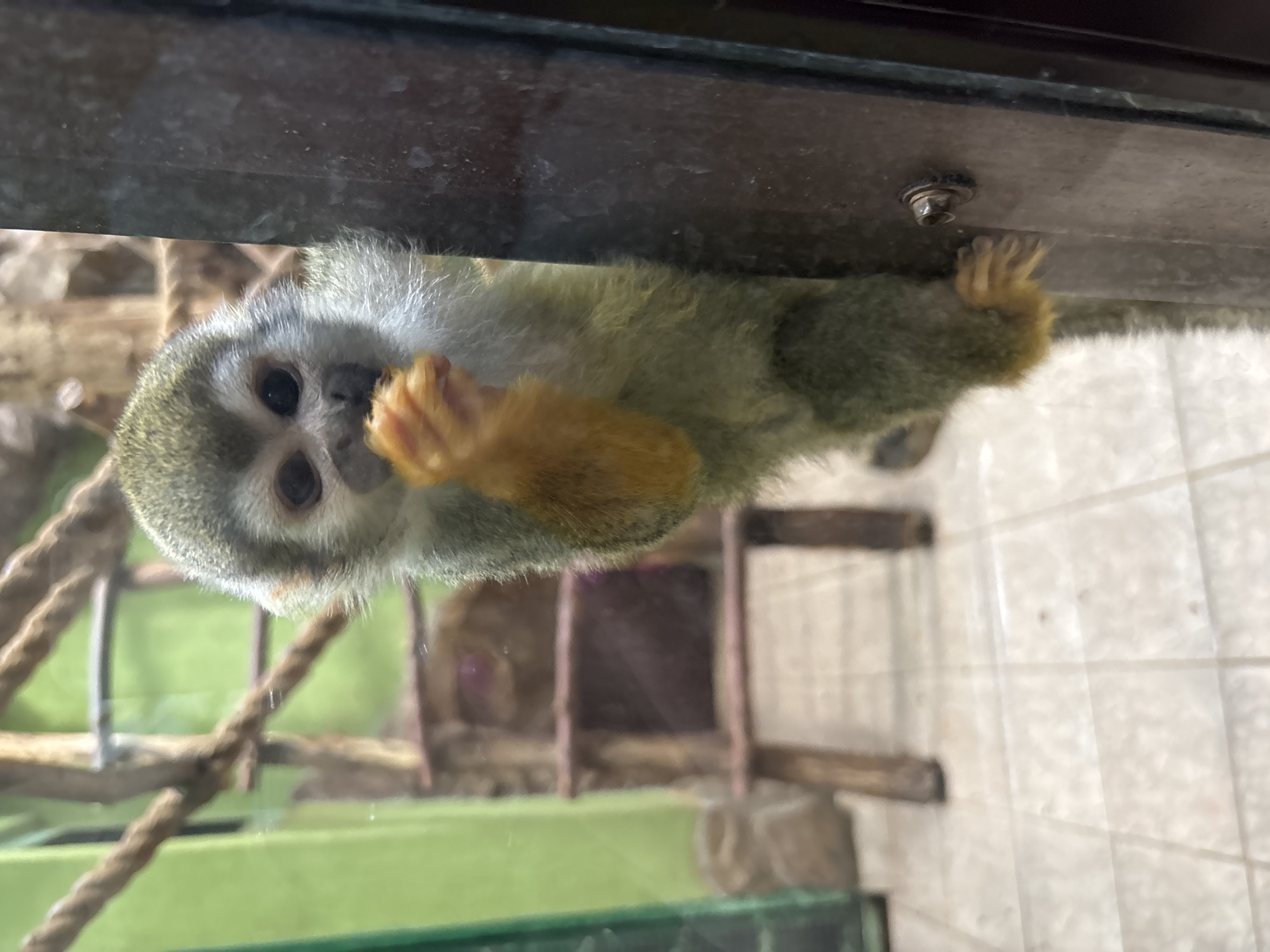A squirrel monkey clings to a glass enclosure. It is eating with an orange colored hand. Its face is white with large black eyes. Behind it is a rope climbing structure, green grass and what appears to be an indoor tiled floor. The glass is part of the enclosure, with a dark frame. The picture was taken at a high angle, looking downward. I am unable to identify the location in Izhevsk, Russia.