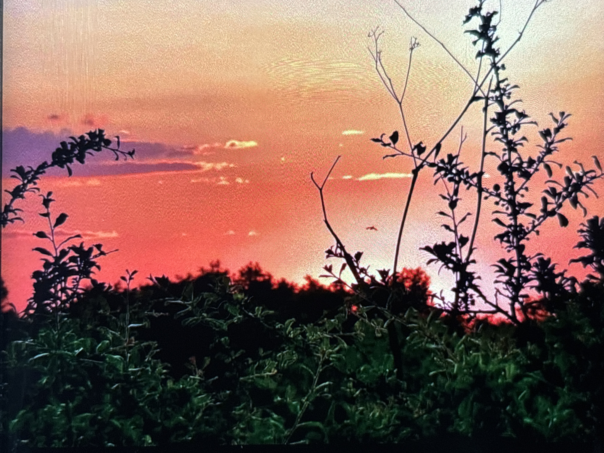 The image captures a vibrant sunset or sunrise over a natural landscape, characterized by dramatic colors in the sky and silhouetted vegetation. The sky displays a gradient of warm hues, transitioning from lighter yellows and oranges at the top to deep reds and fiery oranges closer to the horizon. Scattered clouds, some lit from below and others appearing as dark patches, punctuate the colorful expanse.
In the foreground and midground, dense foliage and bare branches are sharply silhouetted against the bright sky, creating a strong contrast. These dark forms include various plants, some with distinct leaves and others with intricate, spindly branches. A distant treeline also appears as a dark silhouette along the horizon. A small, indistinct shape, possibly a bird, is visible soaring in the middle-right portion of the sky.
The scene conveys a sense of peaceful natural beauty at dusk or dawn. There is no visible human activity or text. The image exhibits a noticeable textured or grainy quality, suggesting it might be a photograph of a digital screen or taken with a specific filter. The contextual location provided for this scene is Wolverhampton, United Kingdom.