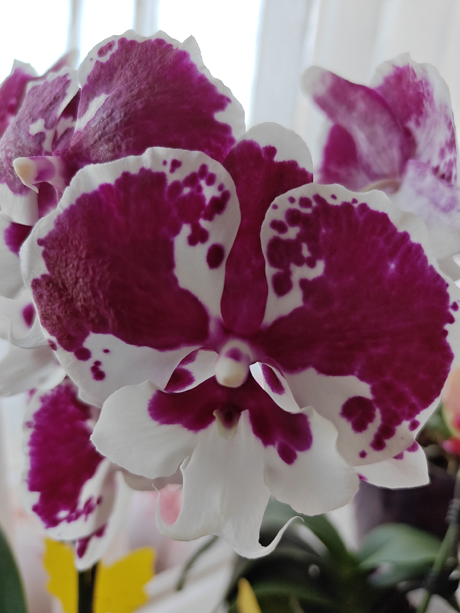 This close-up photograph features a vibrant Phalaenopsis orchid, captured indoors in Be'er Sheva, Israel. The primary subject is a cluster of orchid blooms, with a prominent flower in the foreground dominating the frame.
The orchid petals are a striking combination of pristine white and irregular, bold patches of deep magenta or fuchsia. These distinct bicolor patterns cover the broad petals, giving the flower a unique, artistic appearance. Subtle textures are visible on the petals, hinting at their delicate surface. The central column and labellum (lip) of the main orchid also display these rich purple tones.
The image is well-lit with soft, natural light, likely from an indoor source such as a window, creating gentle highlights and shadows that enhance the flower's form. The background is softly blurred into light tones of white and grey, suggesting an indoor setting with elements like curtains or a wall, ensuring the orchid remains the focal point. In the lower-left corner, a blurred yellow object, possibly a decorative plant stake shaped like a butterfly, is visible. Hints of green foliage from the plant can also be seen in the lower portion of the image. There is no visible text in the media file. The photograph captures the intricate beauty and vivid coloration of the orchid in detail.