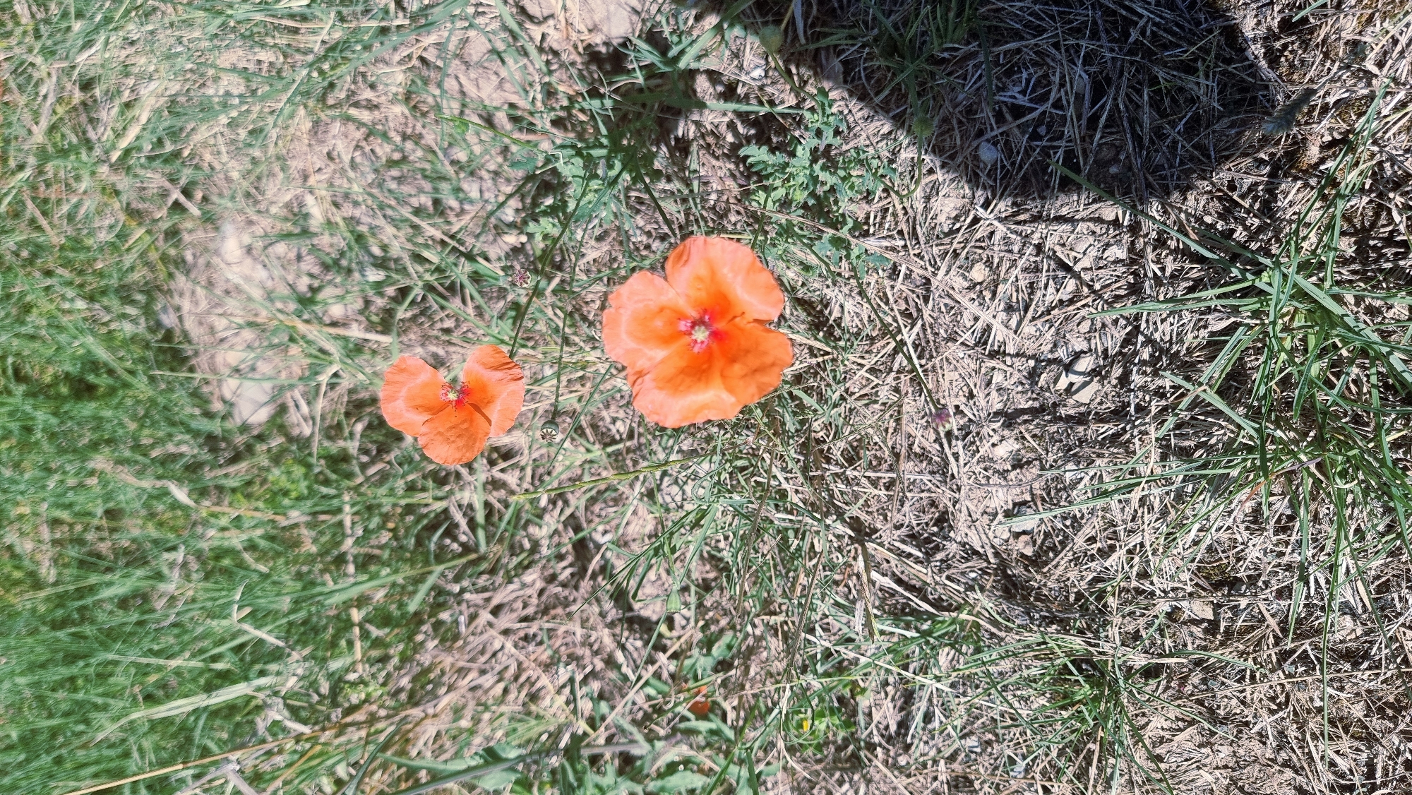 The image shows two orange poppies in a field with dry grass and some green shoots. The poppies have delicate petals and a dark center. One poppy is larger and in the foreground, while the other is smaller and slightly out of focus in the upper background. The ground is a mix of dry soil and straw-like grass. Sunlight casts shadows on the ground, indicating it is daytime. The location is a rural area, potentially a meadow or field, in Montagut i Oix, Spain. There are no people or animals visible in the image.
